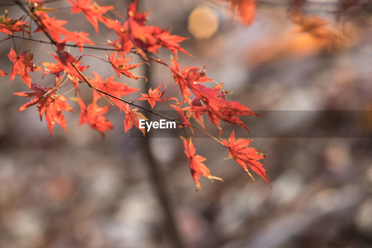 CLOSE-UP OF AUTUMNAL LEAVES ON TREE