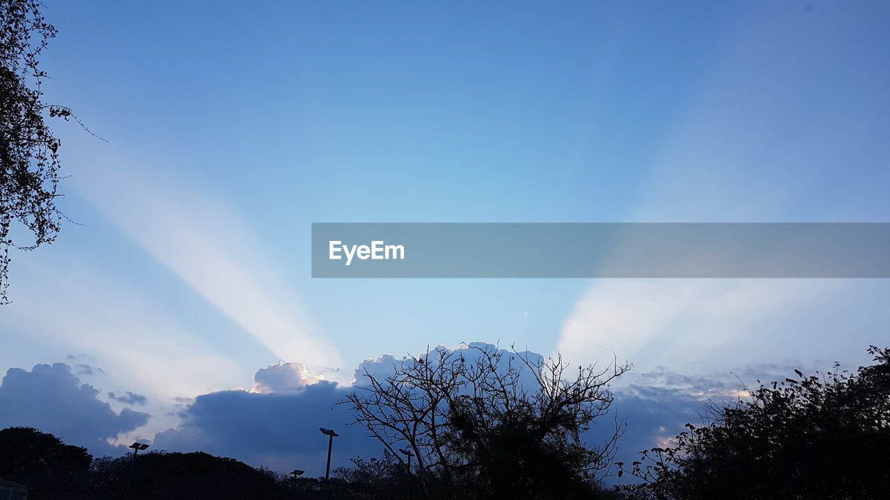 LOW-ANGLE VIEW OF TREES AGAINST SKY