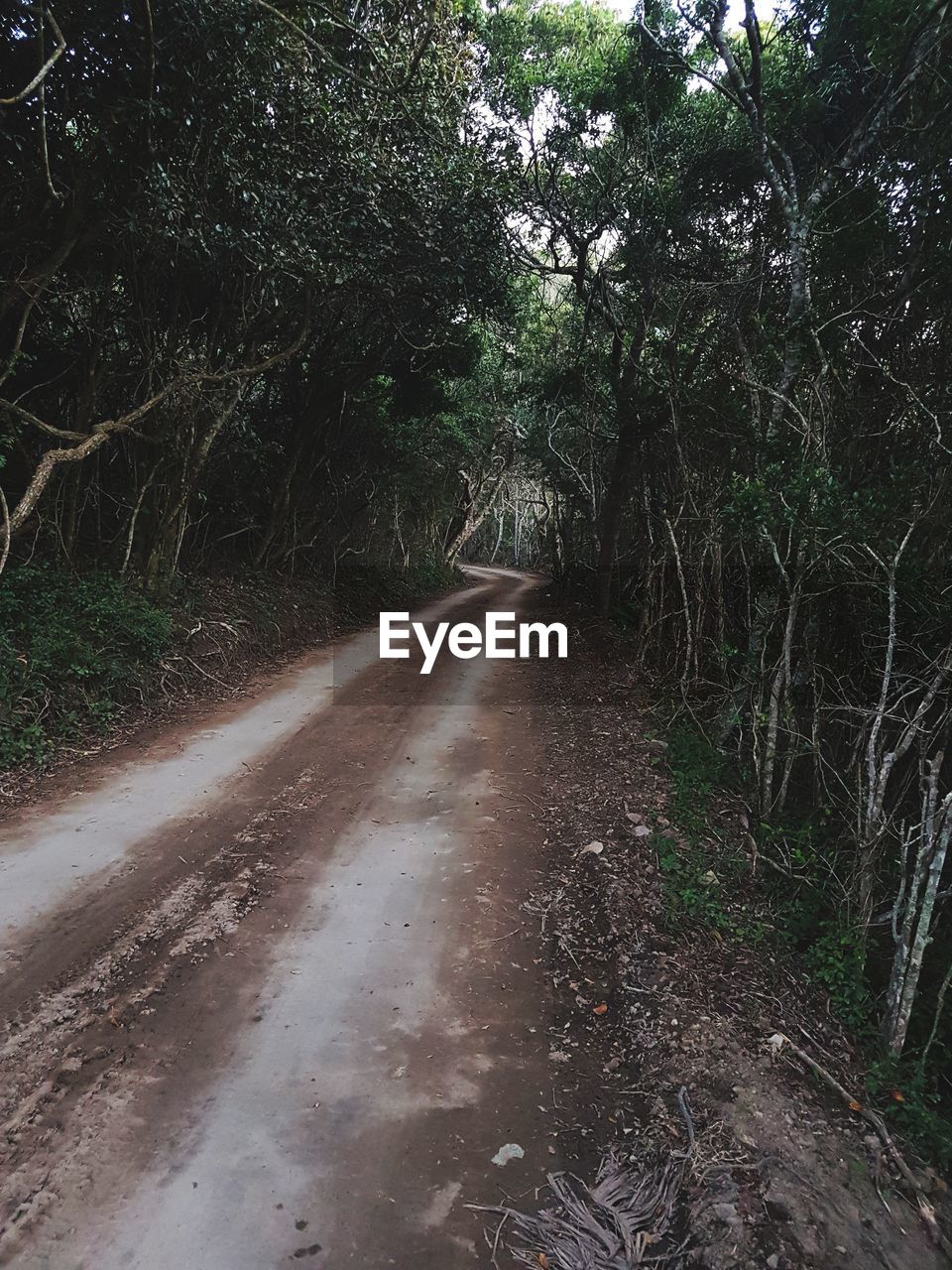 ROAD AMIDST TREES AT FOREST