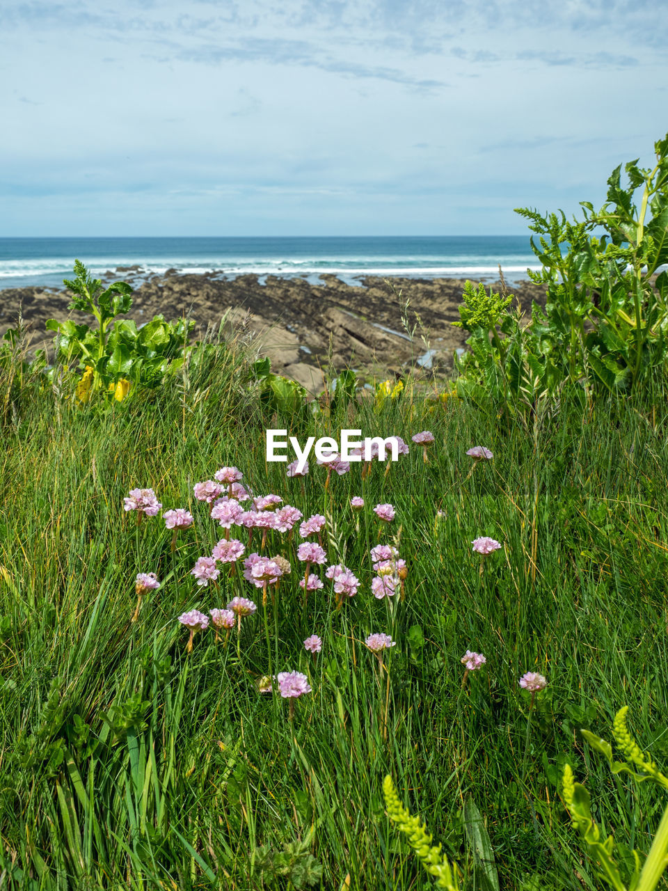 Purple flowering plants by sea against sky