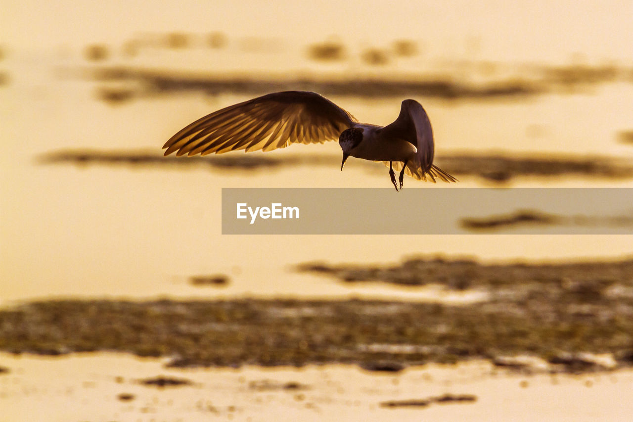 BIRDS FLYING OVER SEA