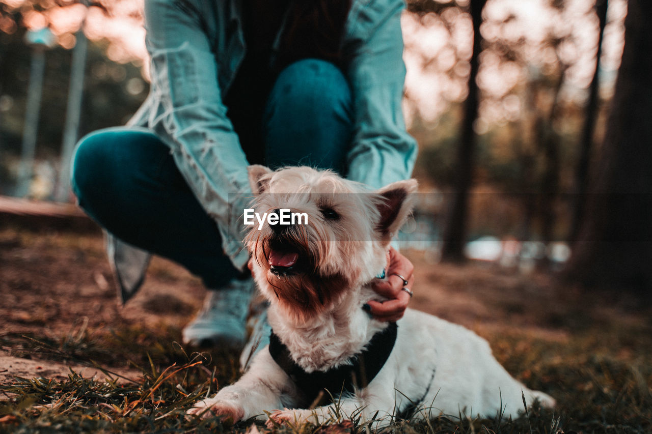 Happy west hightland white terrier