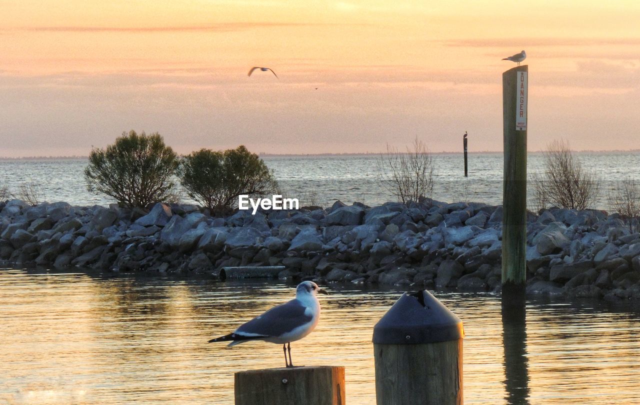 SEAGULLS PERCHING ON WOODEN POST BY SEA AGAINST SKY