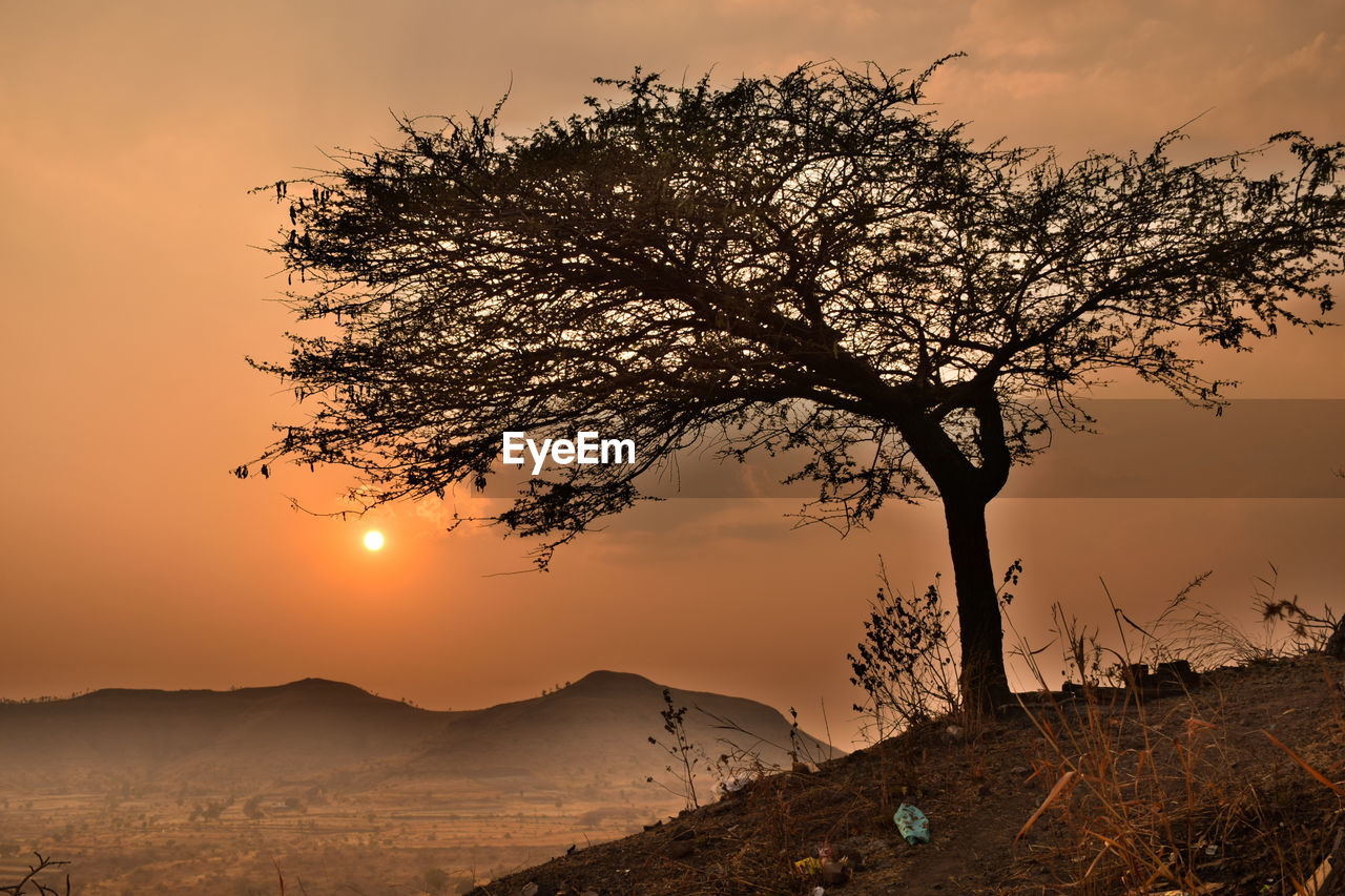 SILHOUETTE TREE AGAINST SUNSET SKY