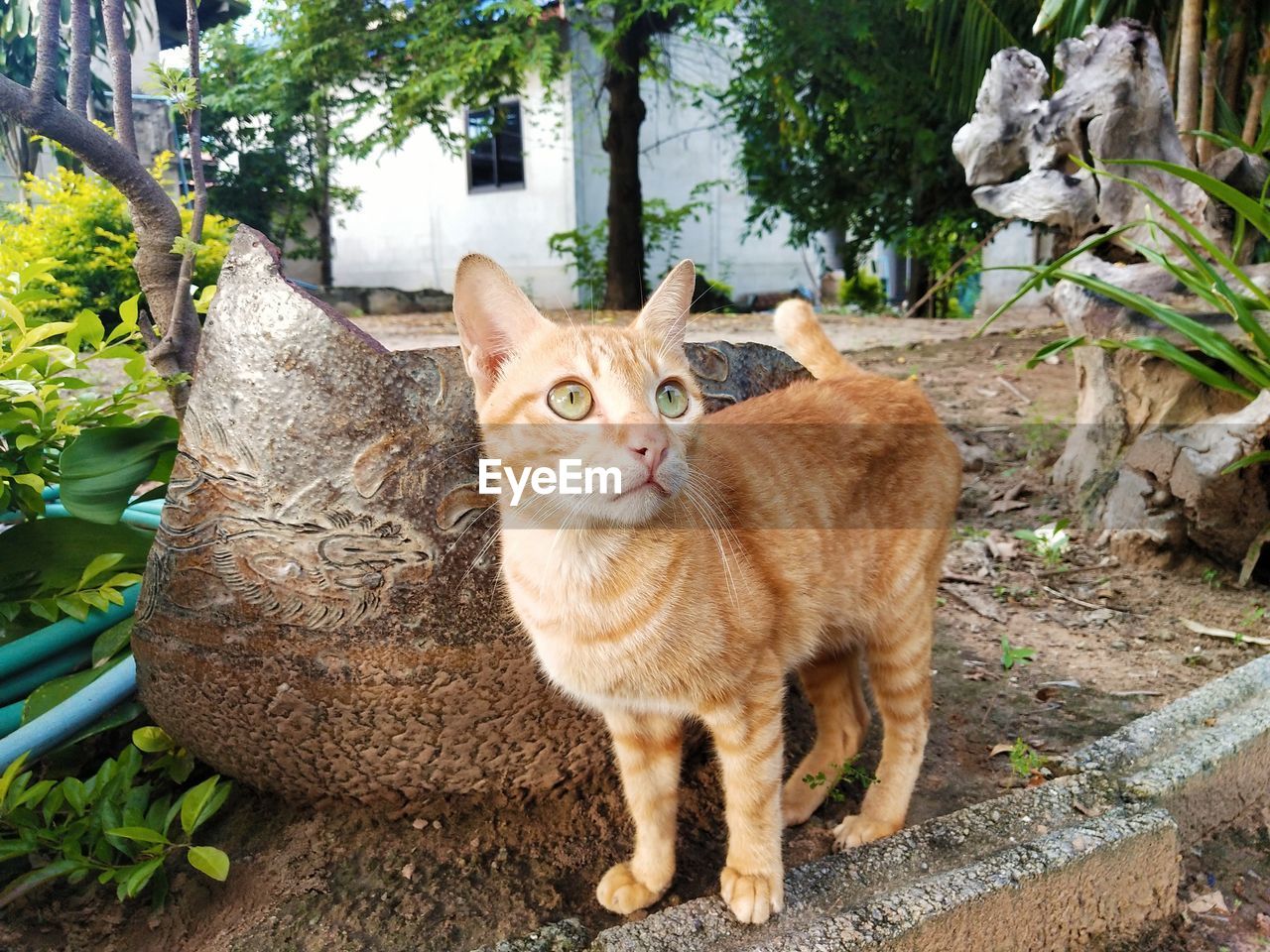 PORTRAIT OF CAT SITTING IN A PARK