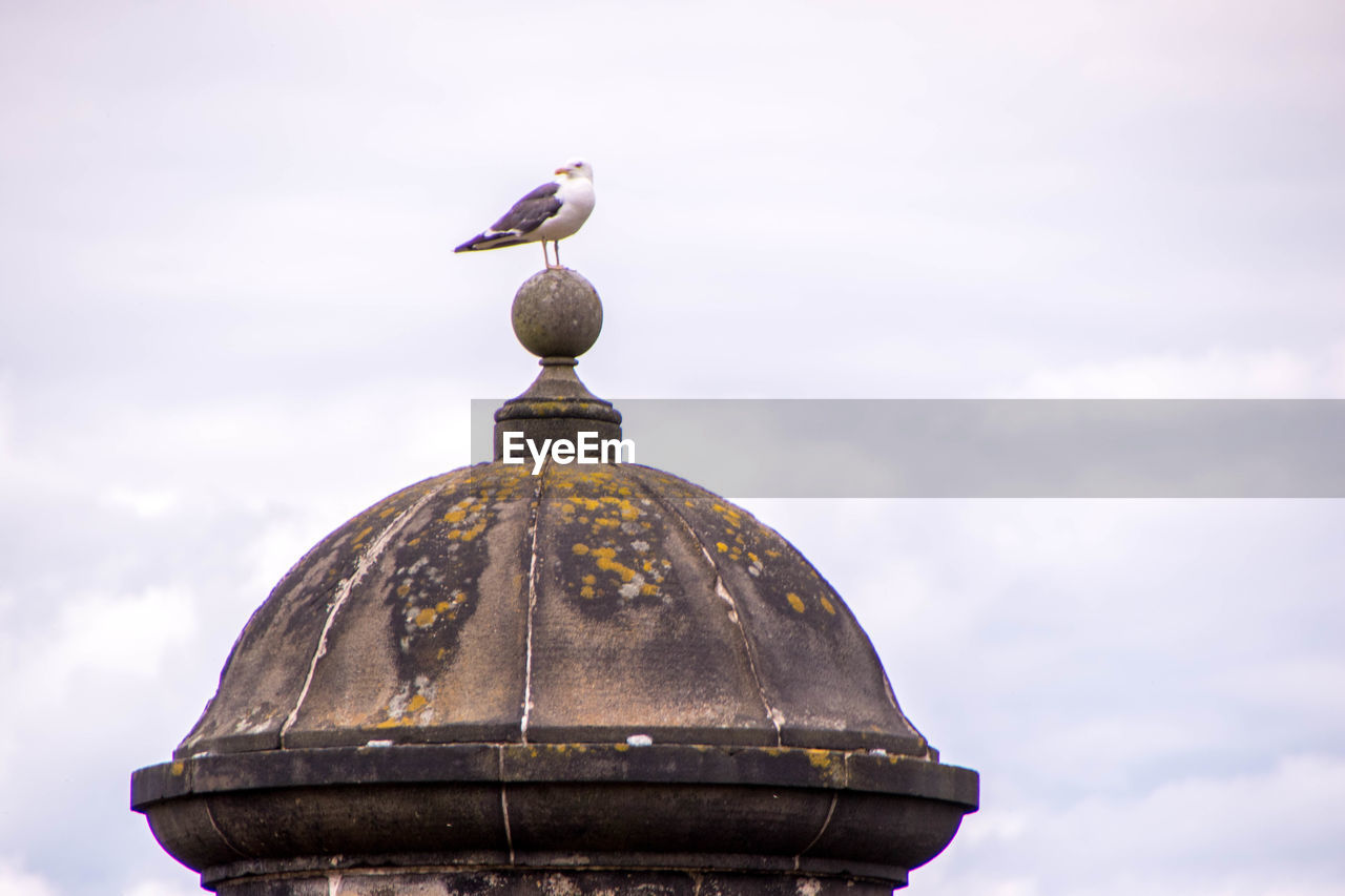 LOW ANGLE VIEW OF SEAGULL ON A TEMPLE