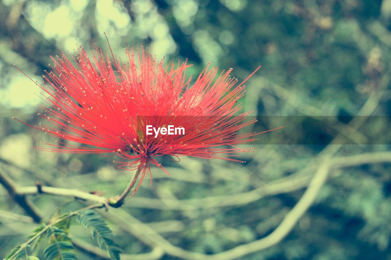 CLOSE-UP OF RED FLOWER BLOOMING