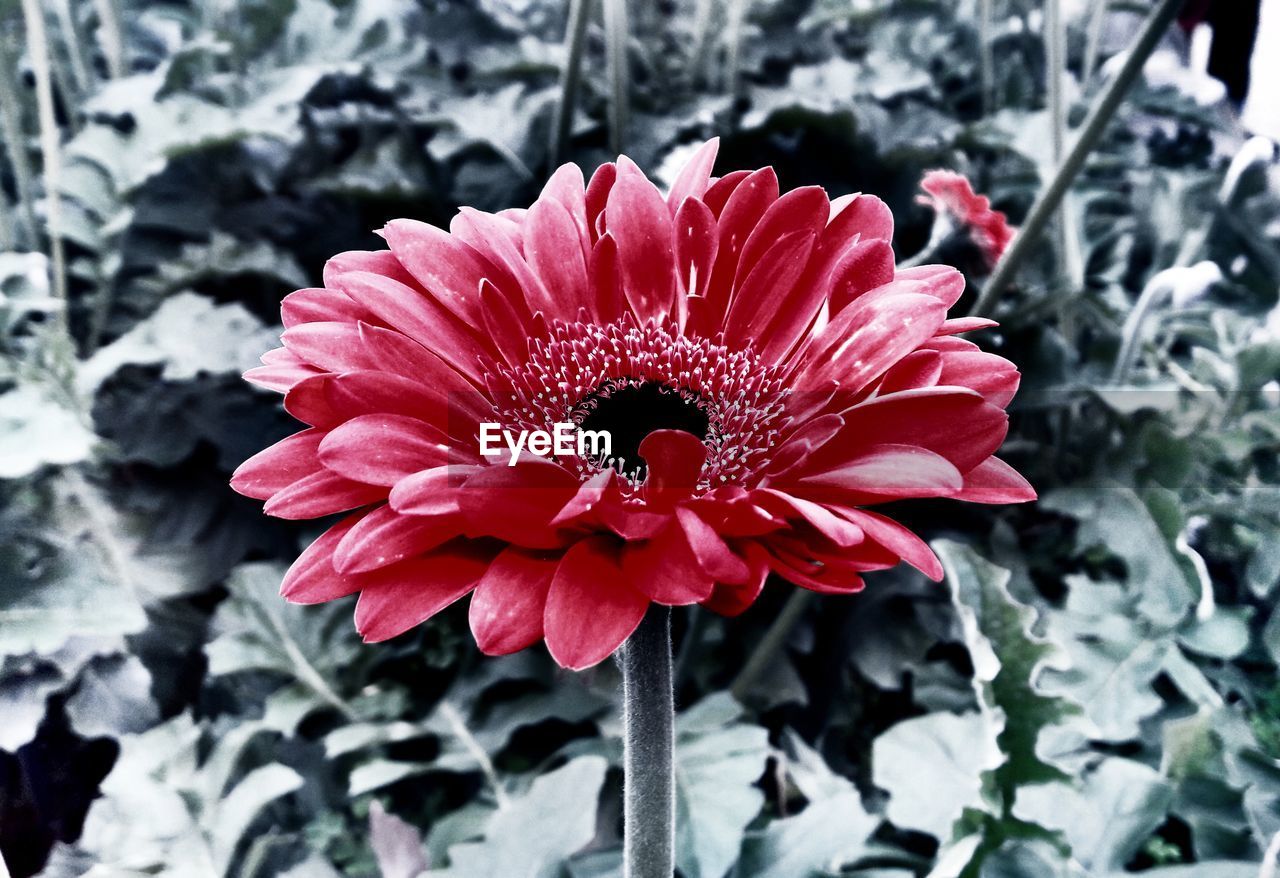 CLOSE-UP OF PINK FLOWER