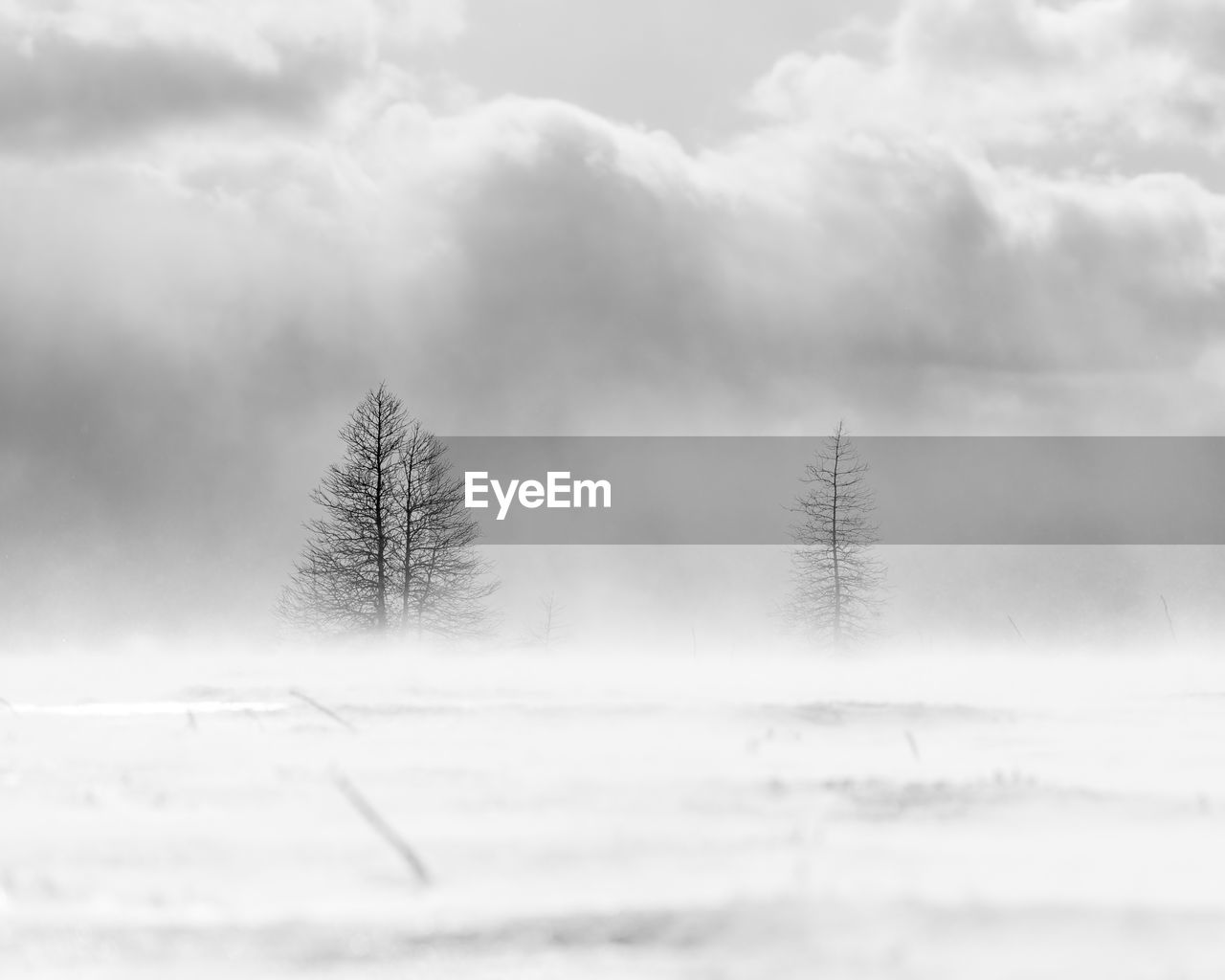 Plant on snow covered land against sky