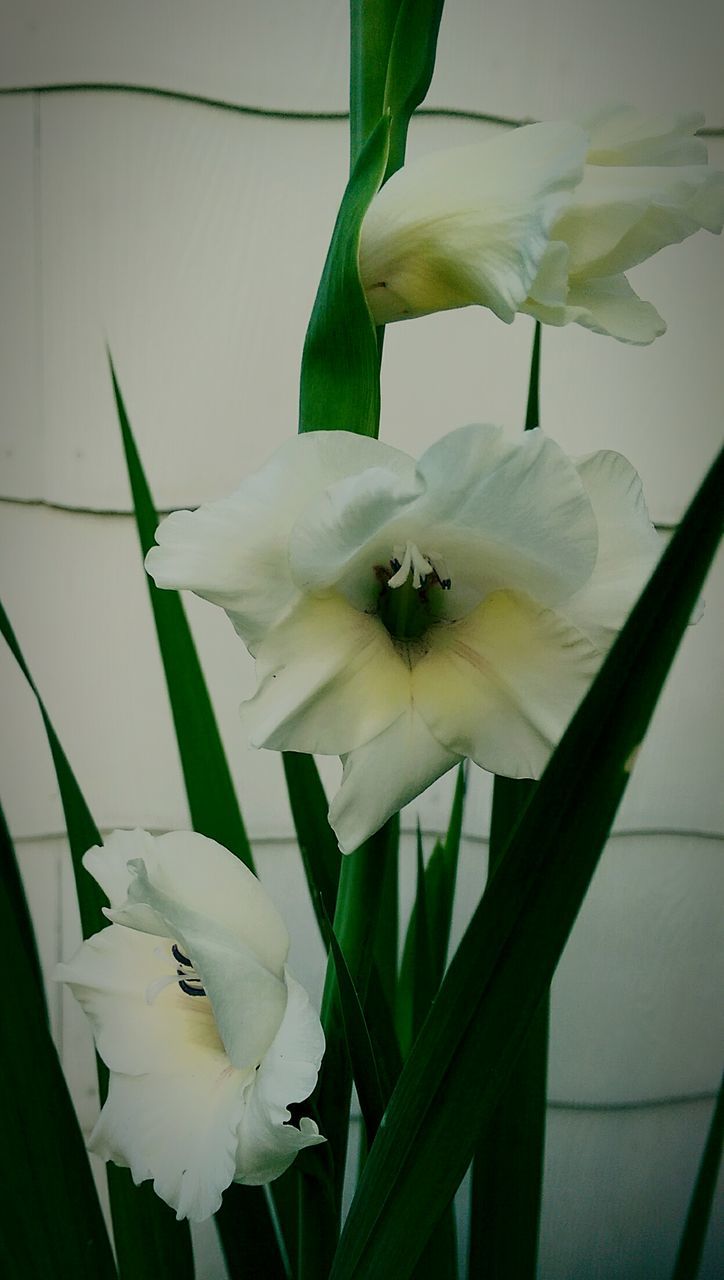 CLOSE-UP OF WHITE FLOWERS