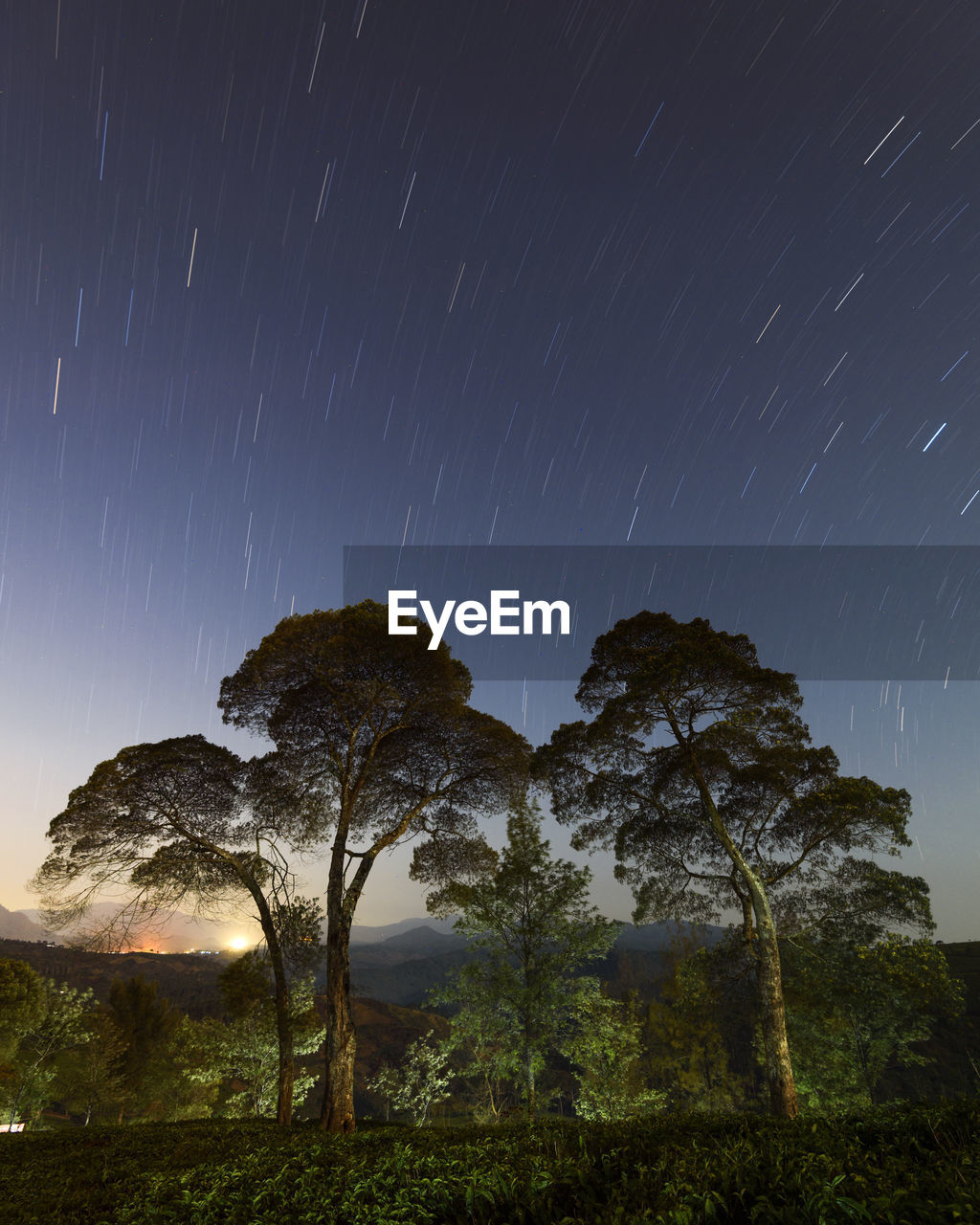 Trees against star trails in sky at night