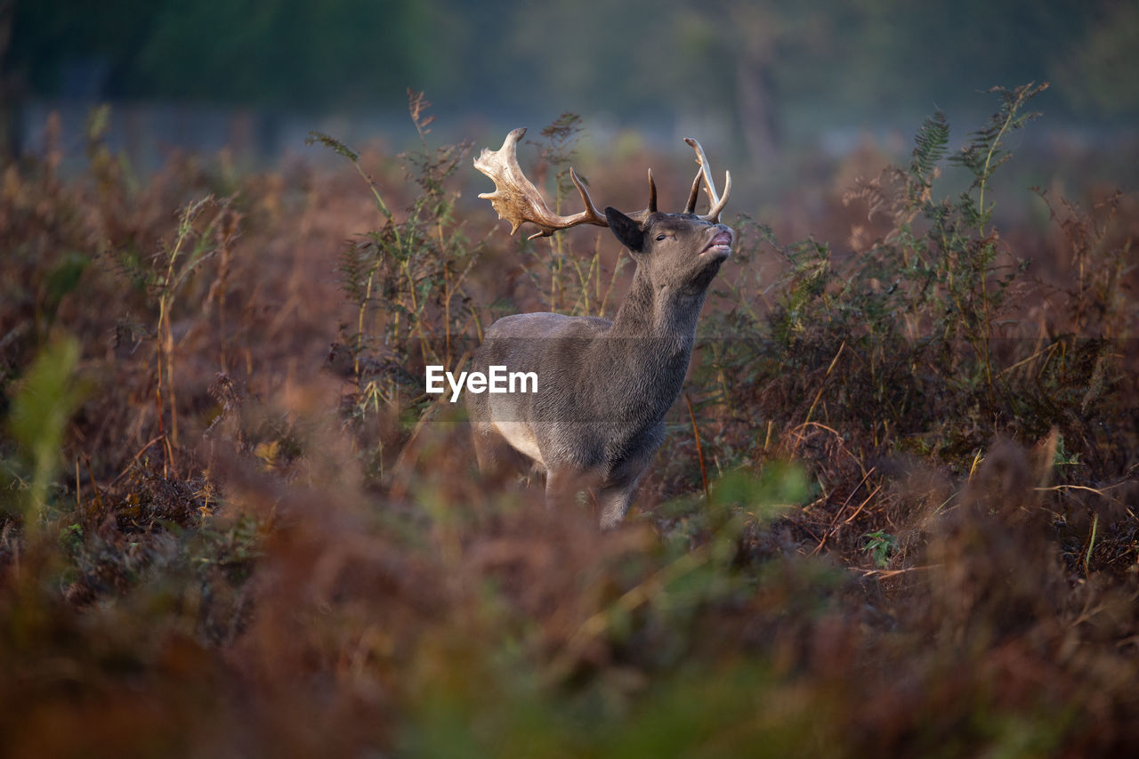 DEER IN A FIELD