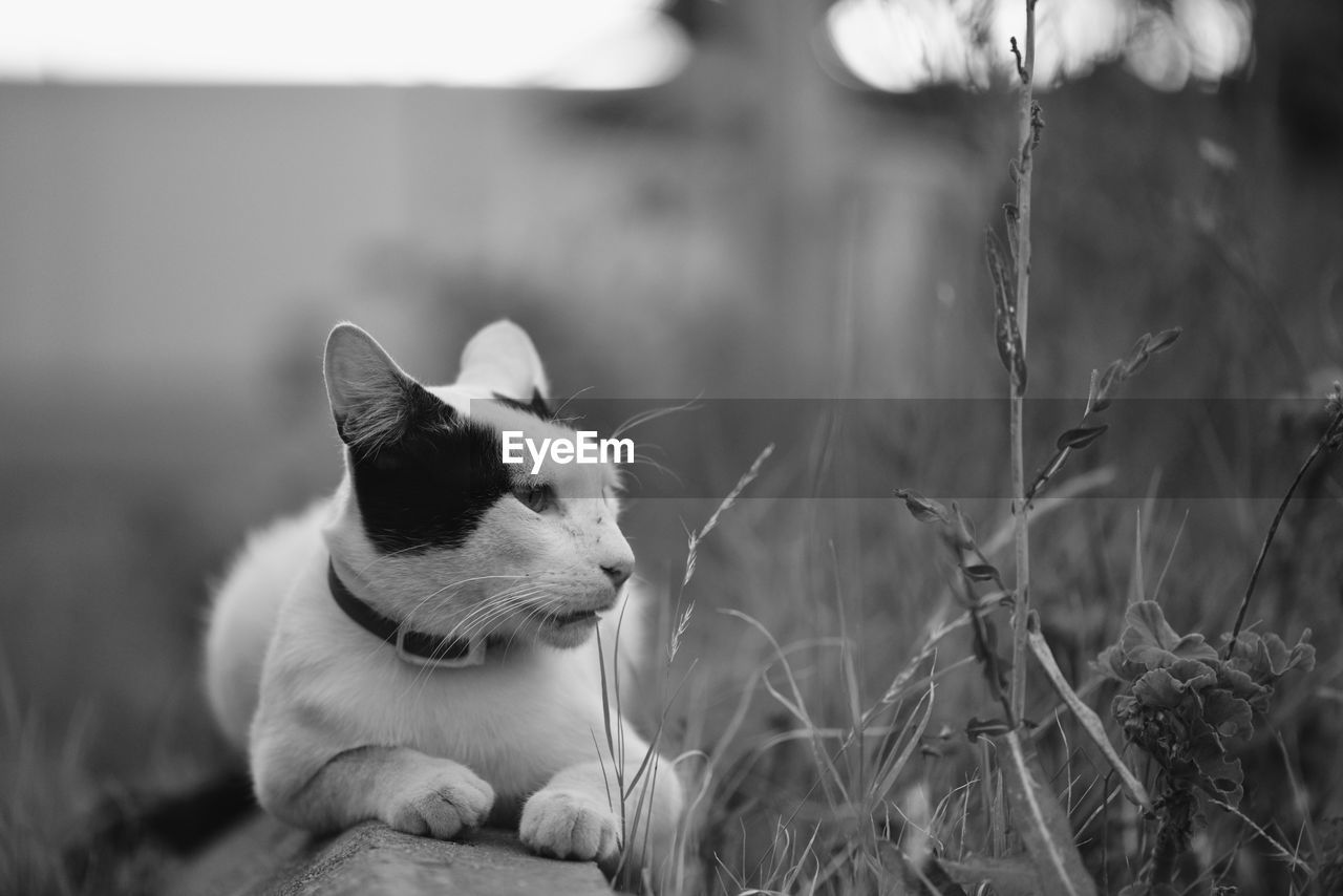 Close-up of a cat looking away