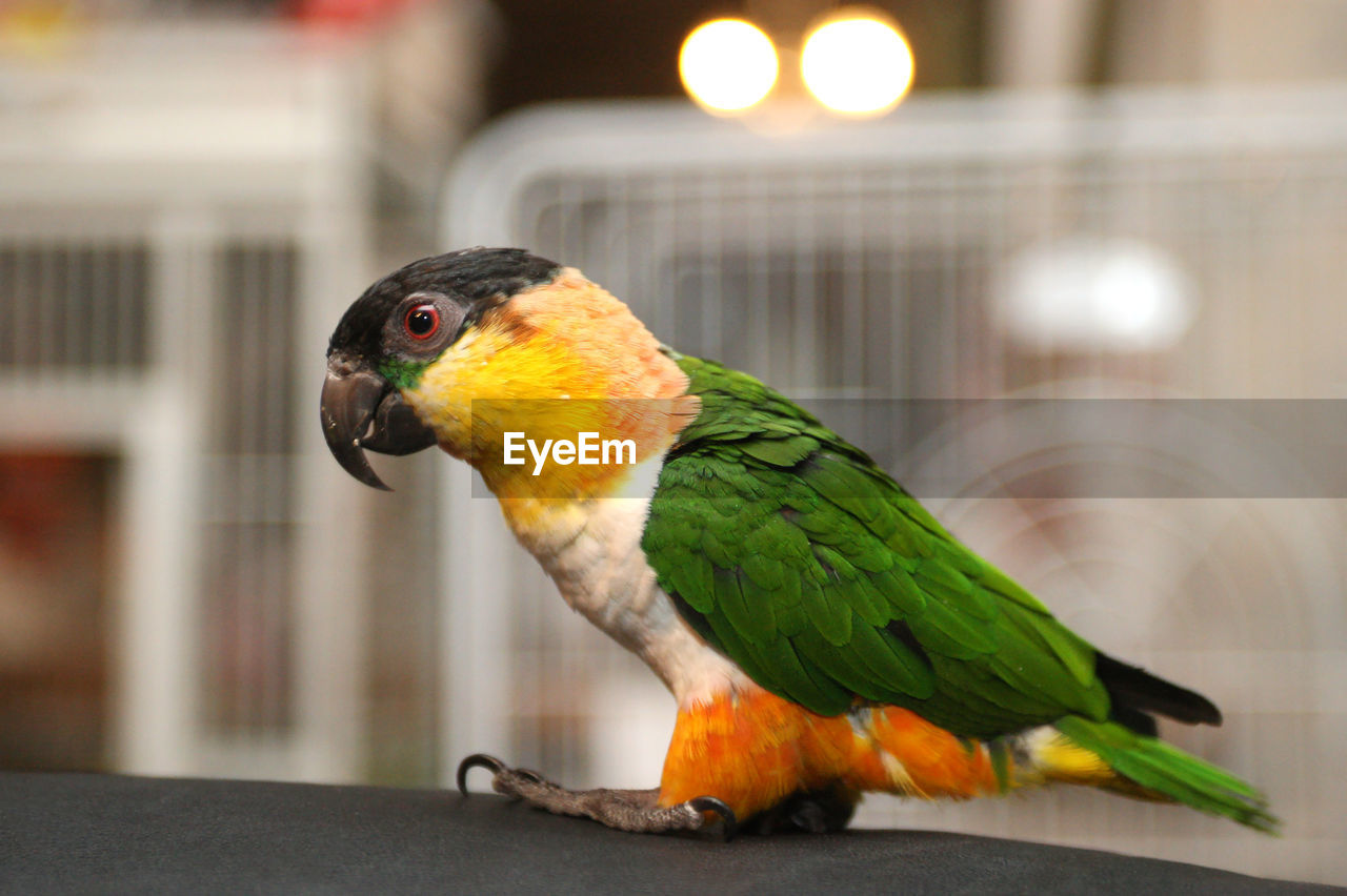 Close-up of parakeet perching on railing