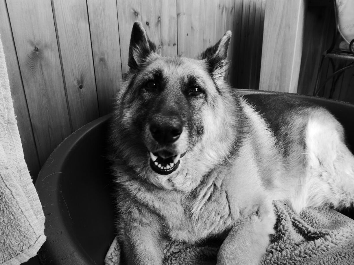 PORTRAIT OF DOG LOOKING AWAY