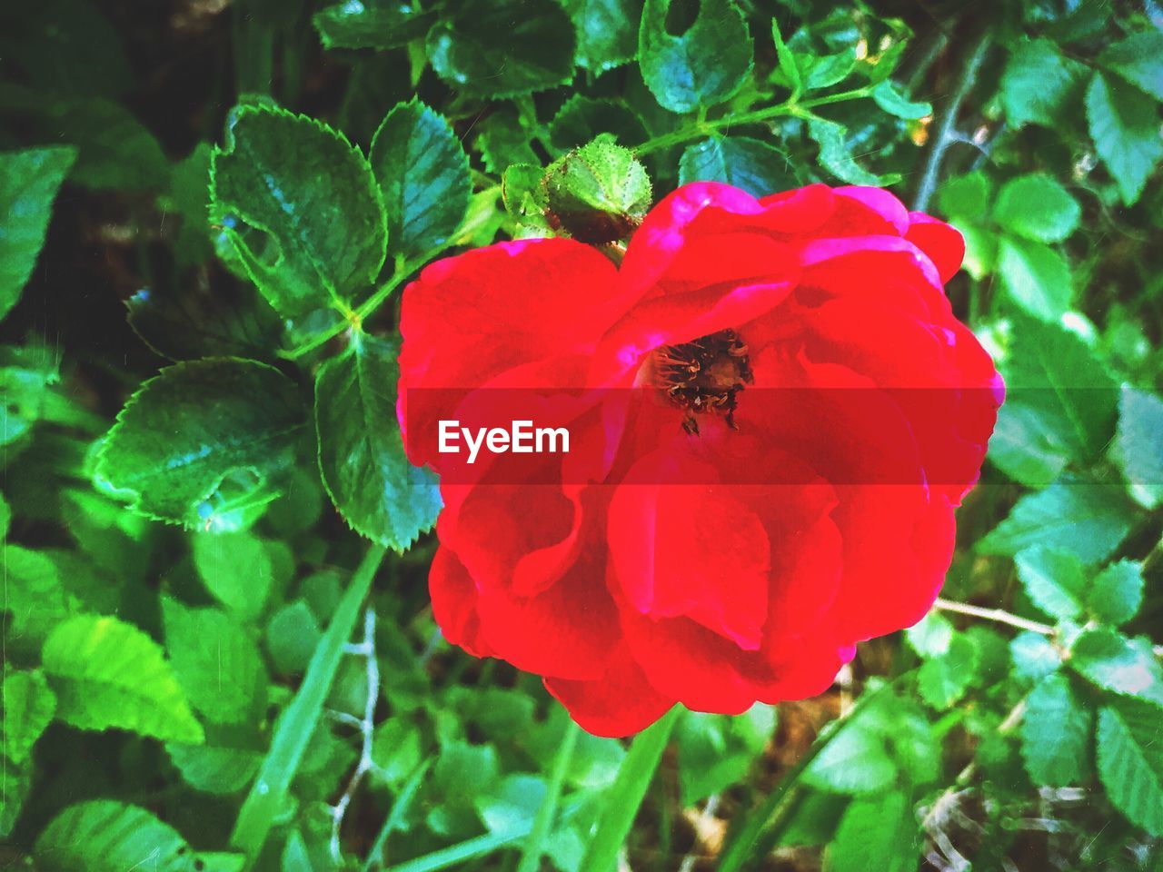 CLOSE-UP OF HONEY BEE ON RED POPPY