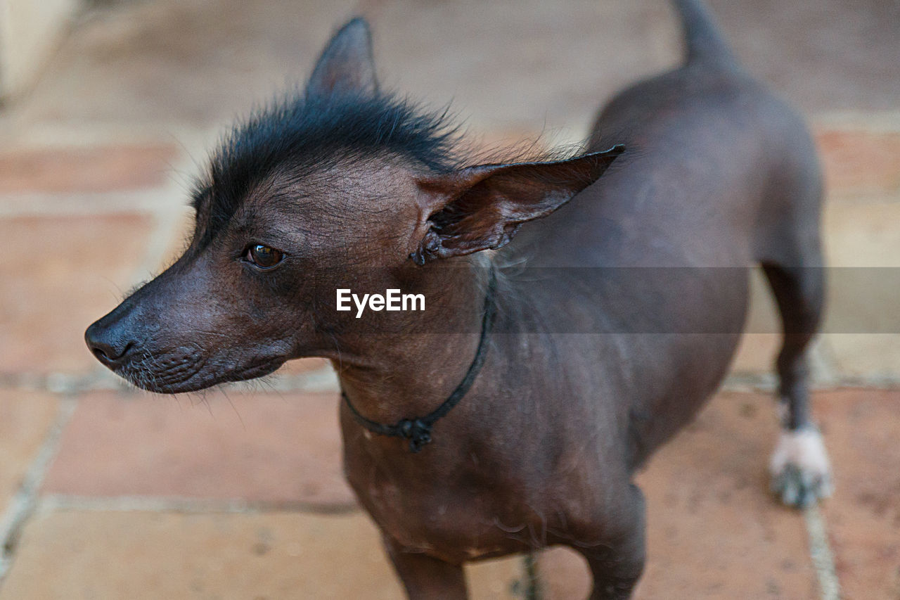 Mexican hairless dog  iii , cuba