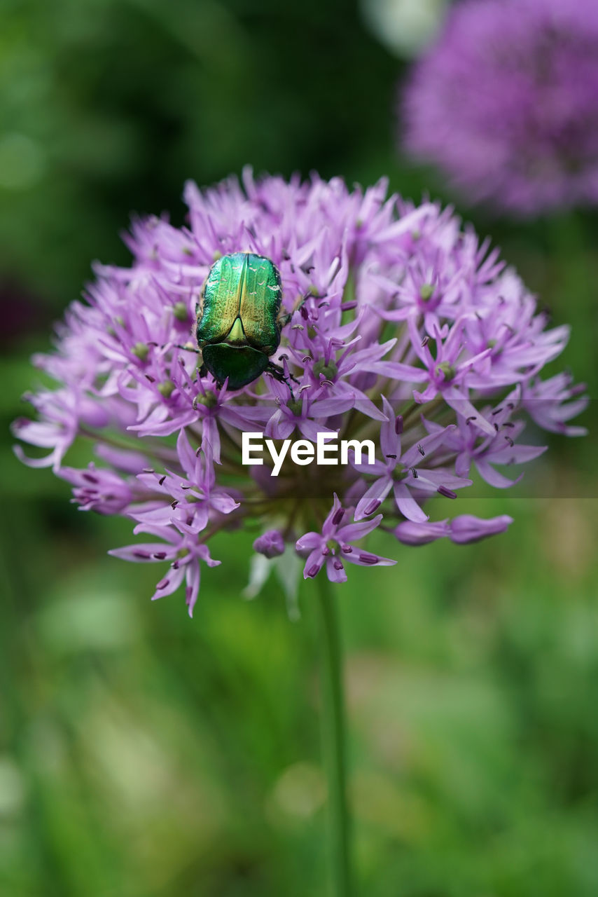 Close-up of bbeetle pollinating on purple flower