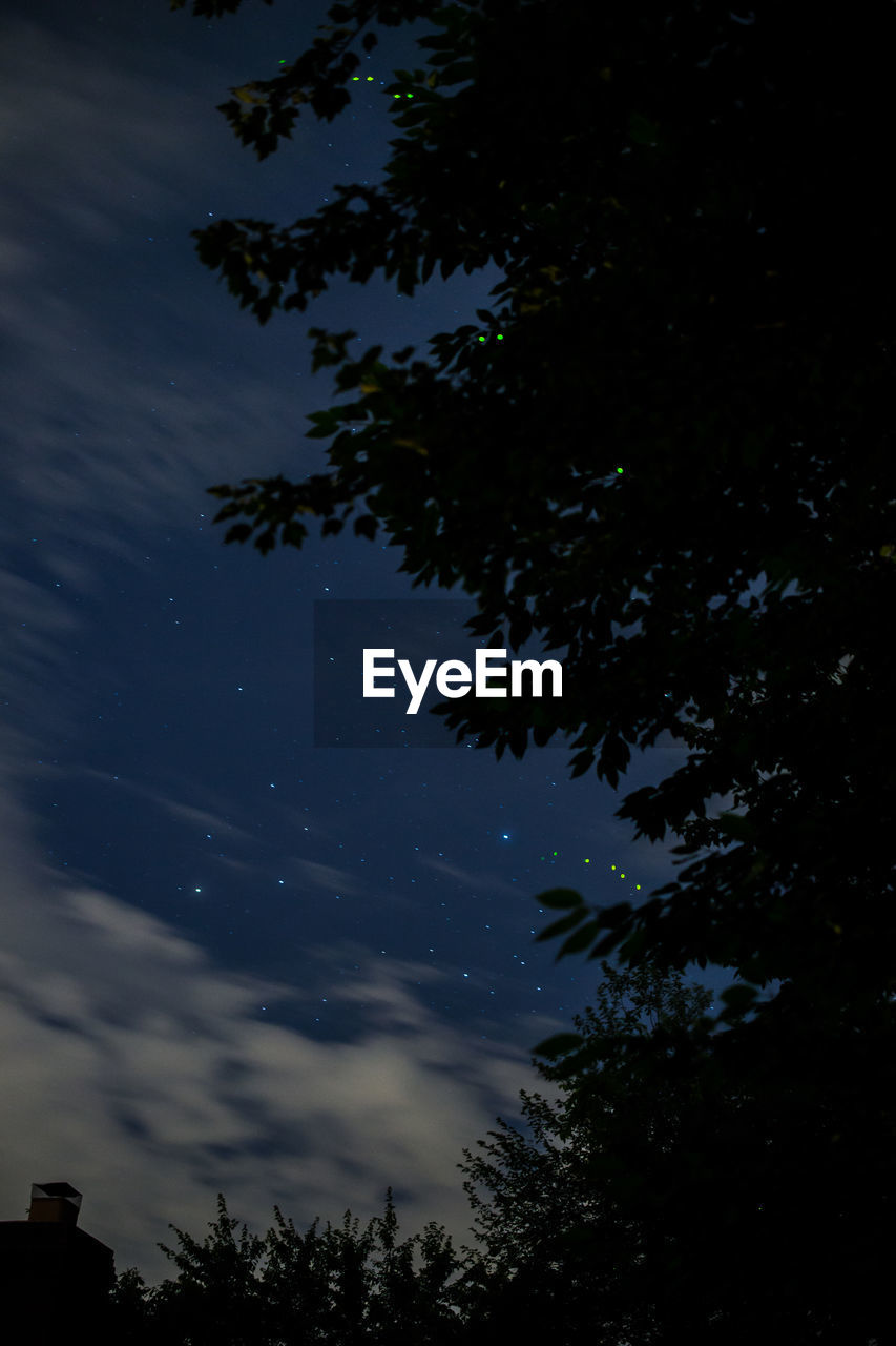 LOW ANGLE VIEW OF TREE AGAINST SKY