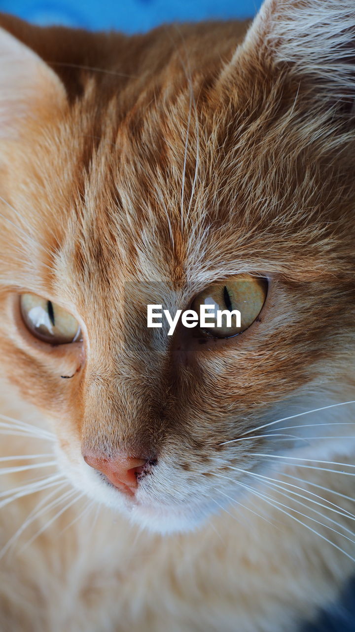 CLOSE-UP PORTRAIT OF CAT IN MOUTH