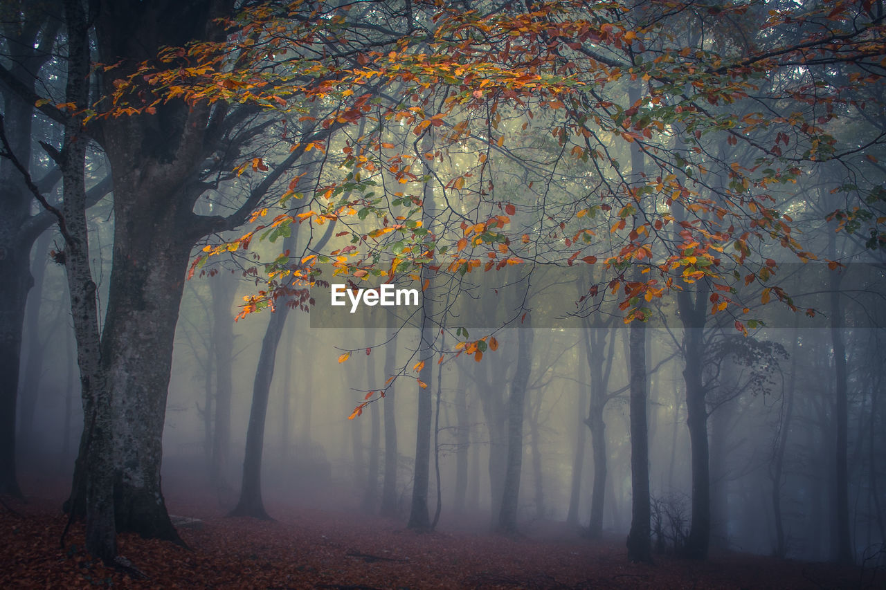 Trees in forest during autumn with fog