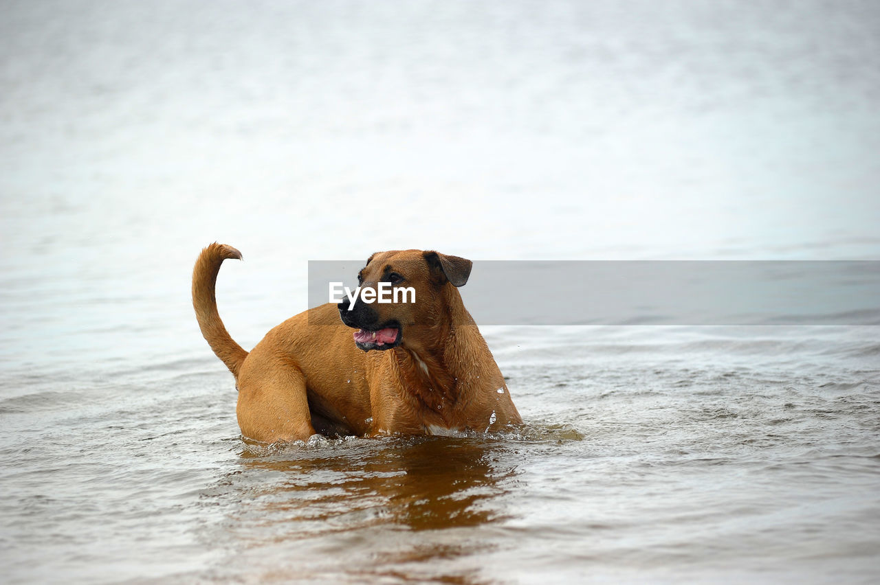 DOG STANDING ON WET BEACH