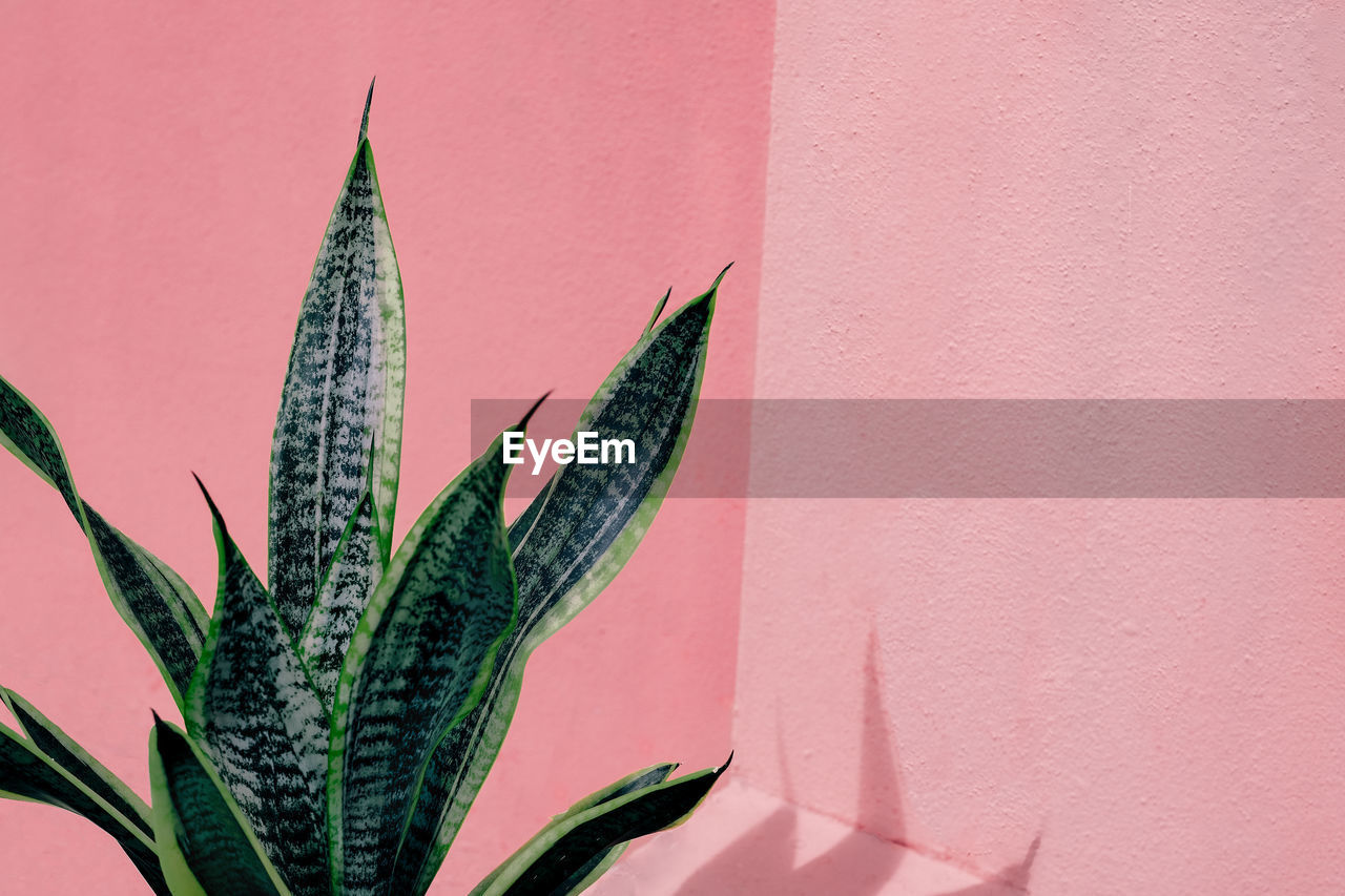 Close-up of plant against pink wall