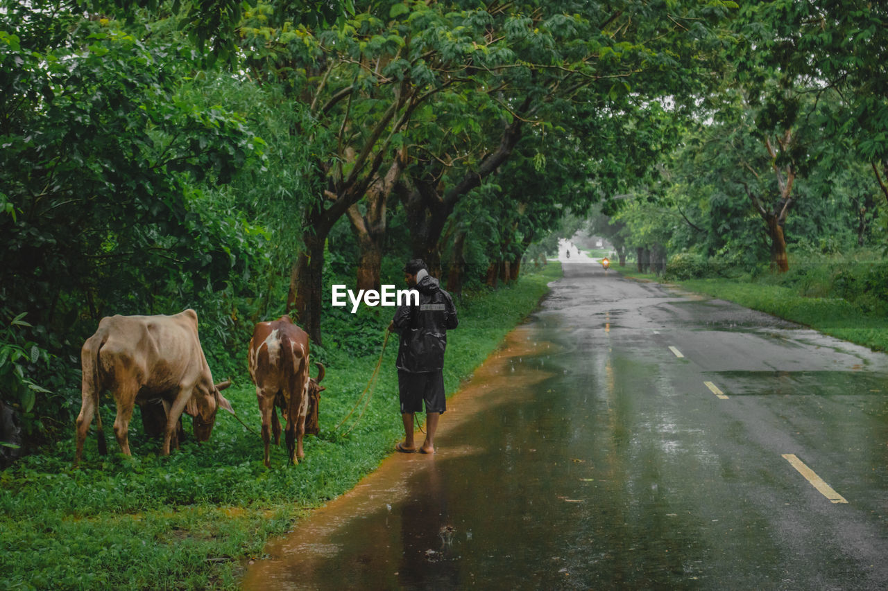 Rear view of man with cows walking on wet road