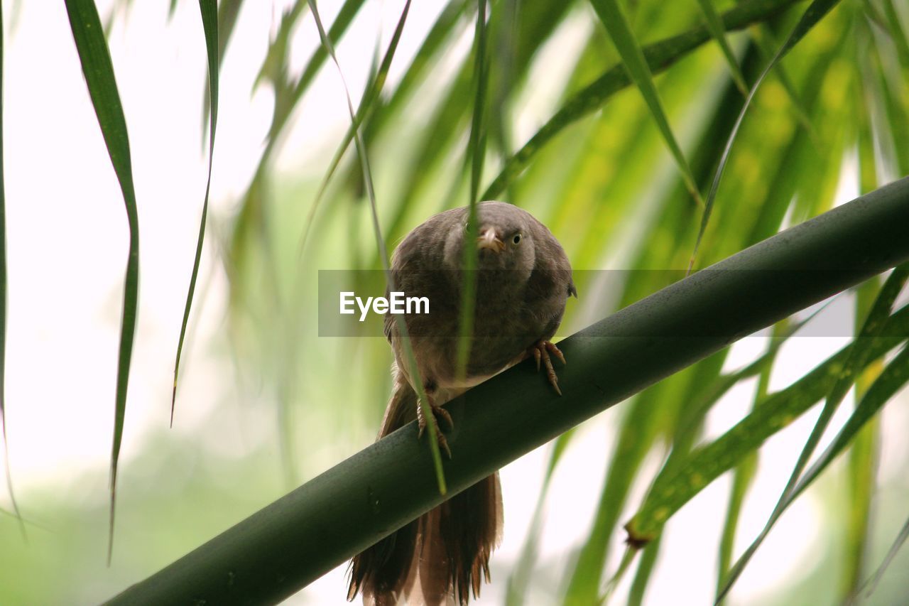 CLOSE-UP OF BIRD PERCHING ON A TREE