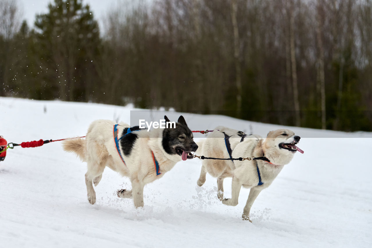 VIEW OF DOGS ON SNOW