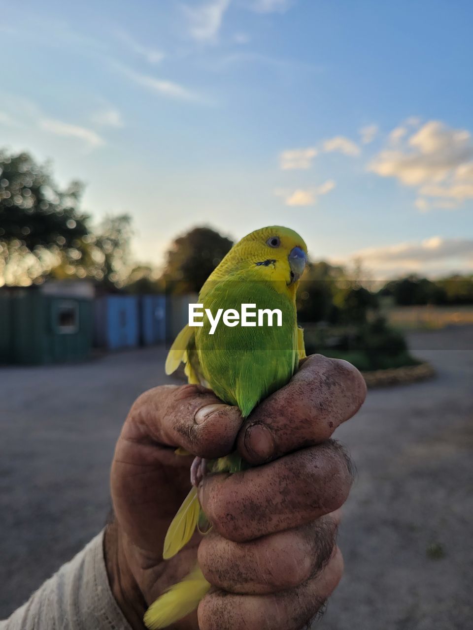 Cropped hand holding parrot