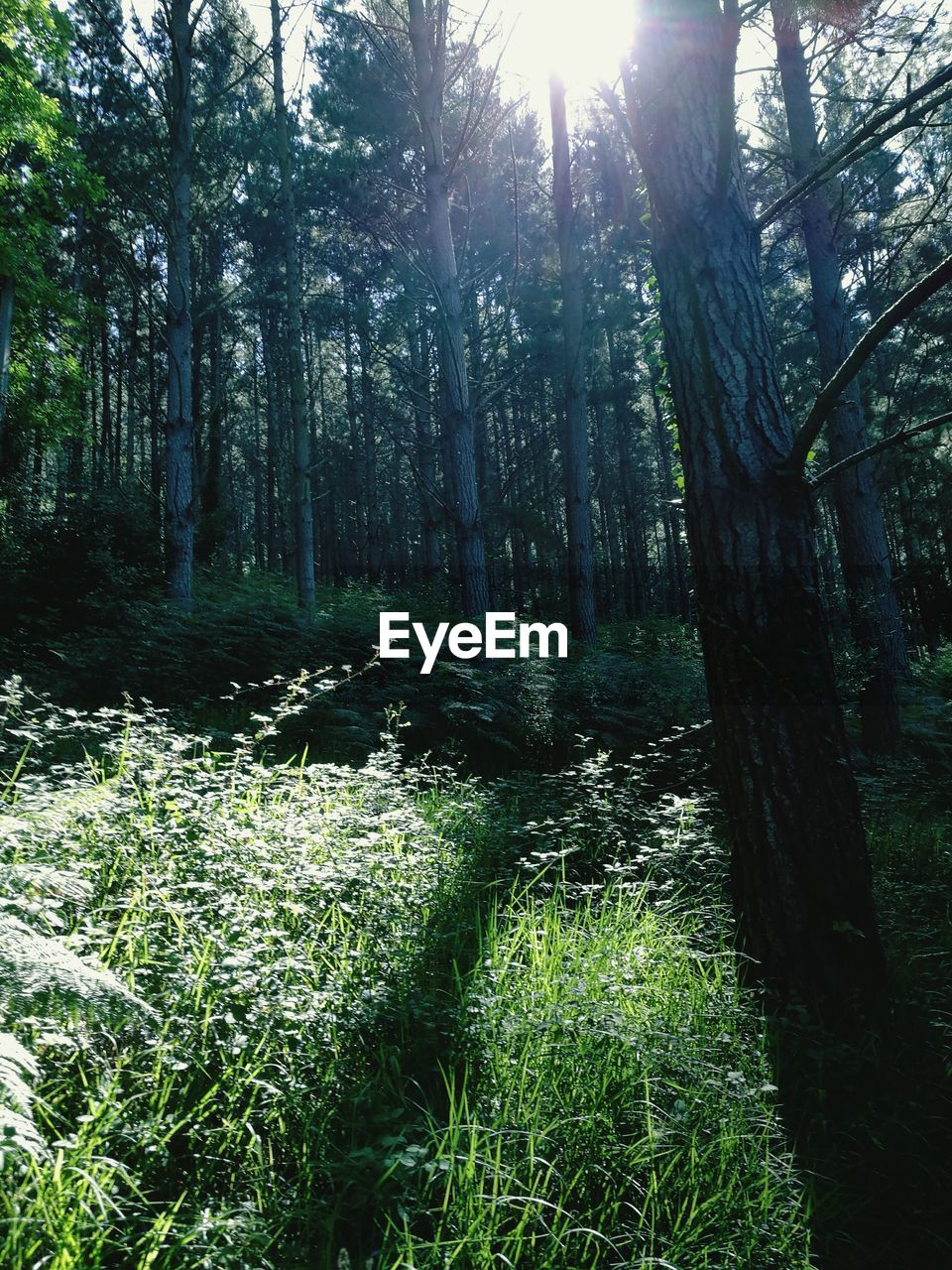 TREES GROWING IN FOREST