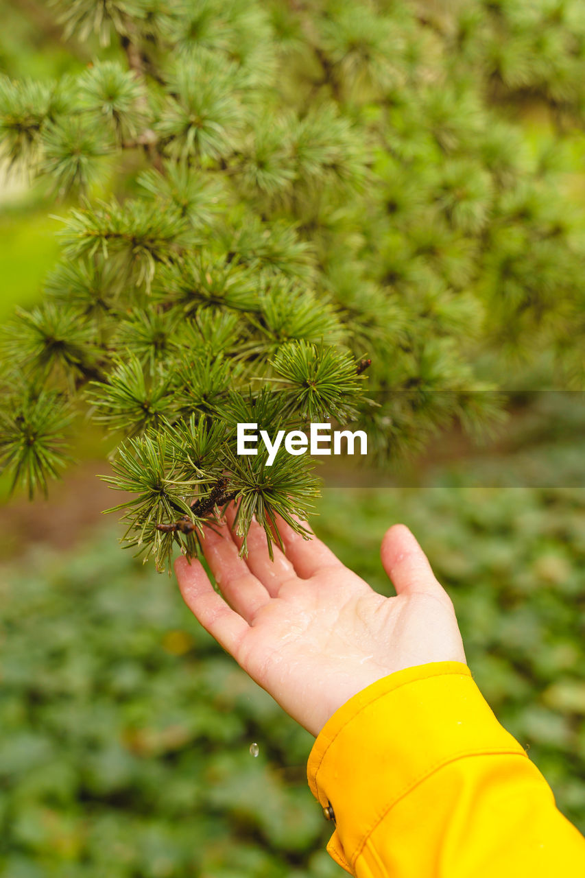 cropped hand of person holding plant