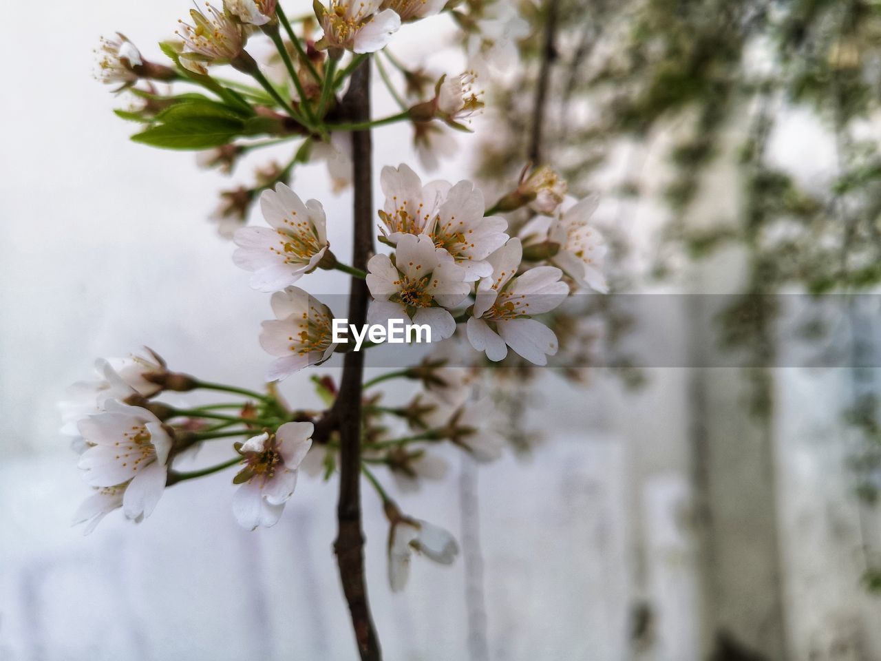 CLOSE-UP OF WHITE CHERRY BLOSSOMS