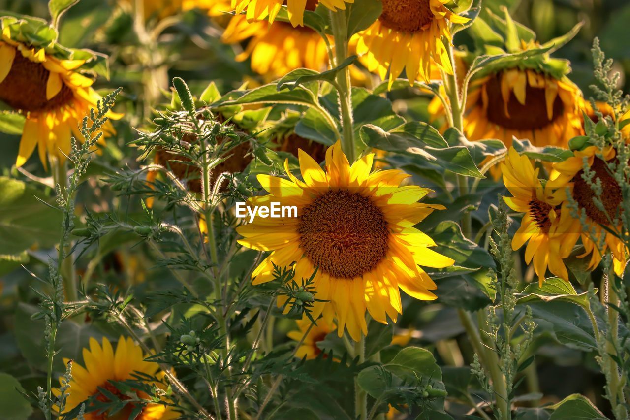 Close-up of yellow flowering plants on field