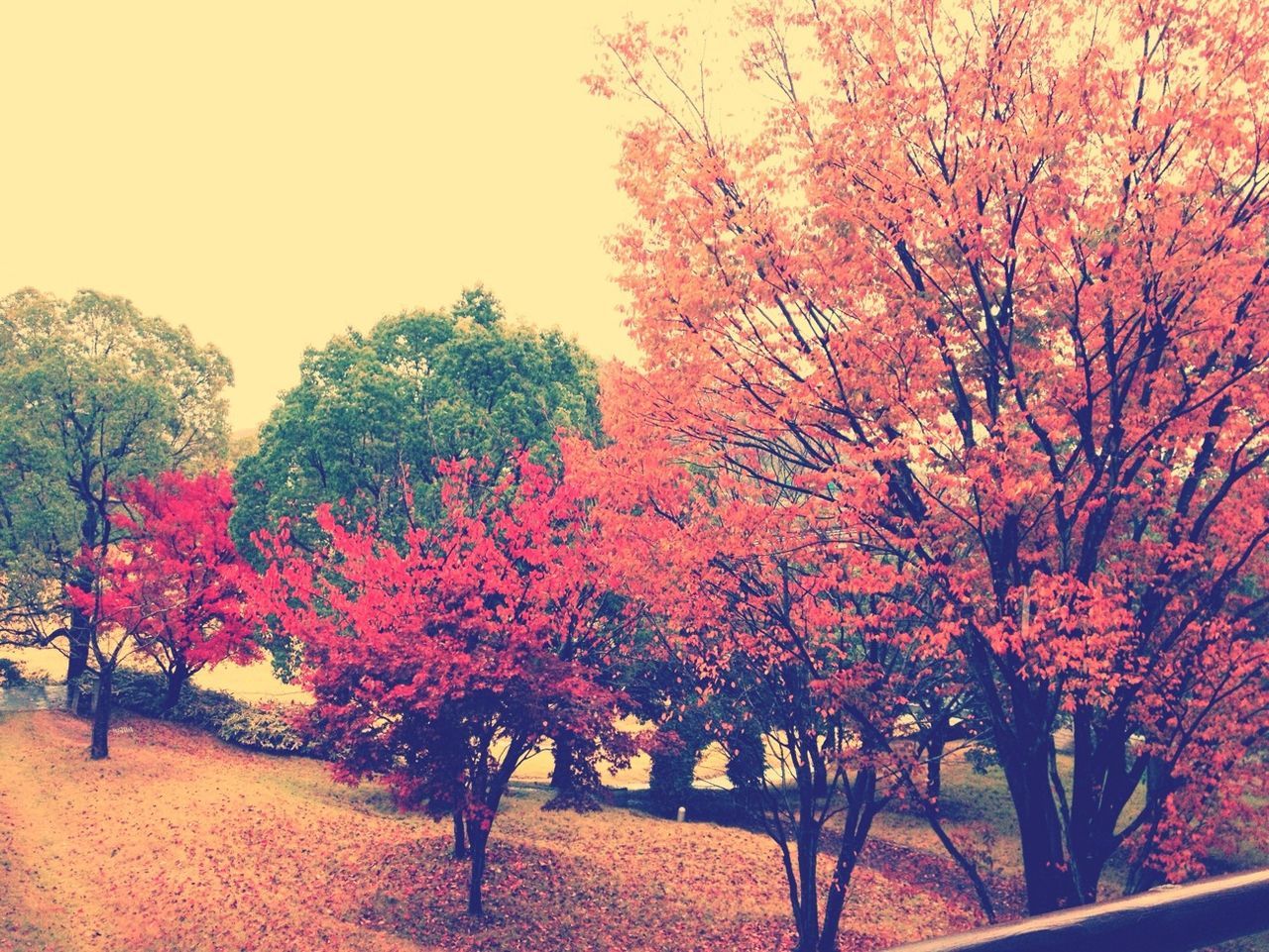 SCENIC VIEW OF TREES