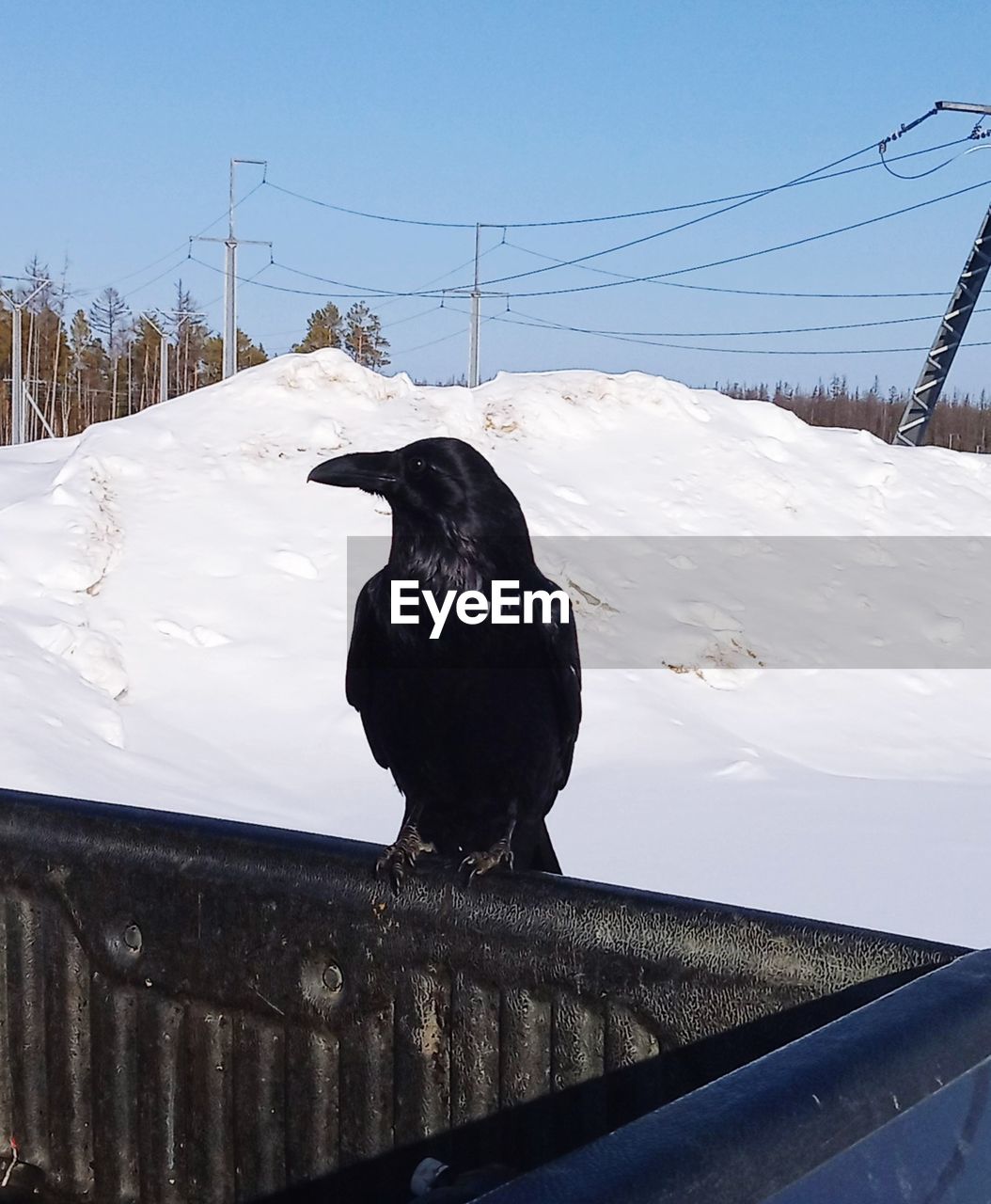 BLACK BIRD ON SNOW COVERED RAILING