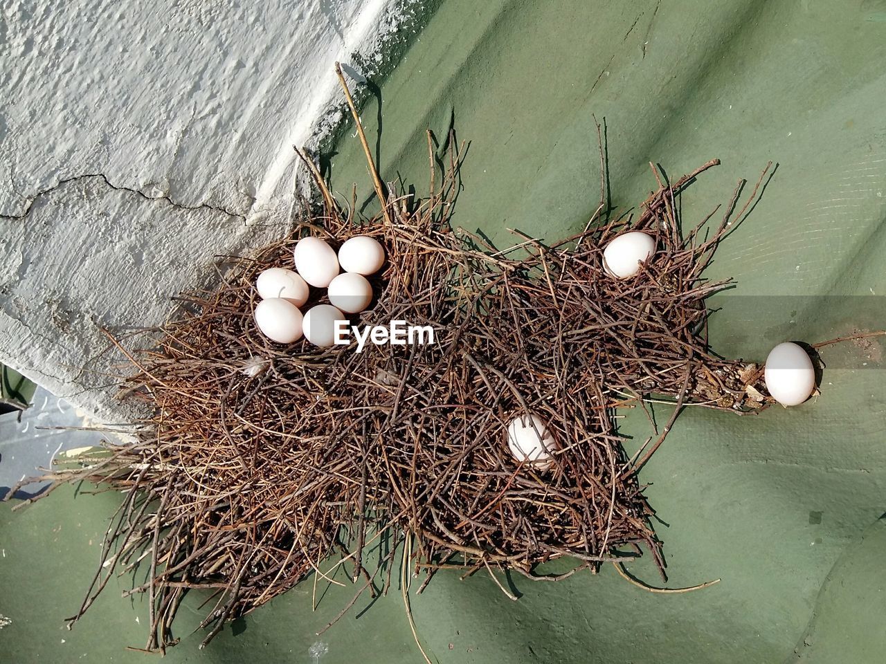 HIGH ANGLE VIEW OF EGGS IN NEST ON WALL