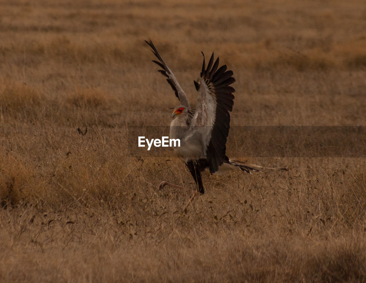 VIEW OF A BIRD RUNNING ON GRASS