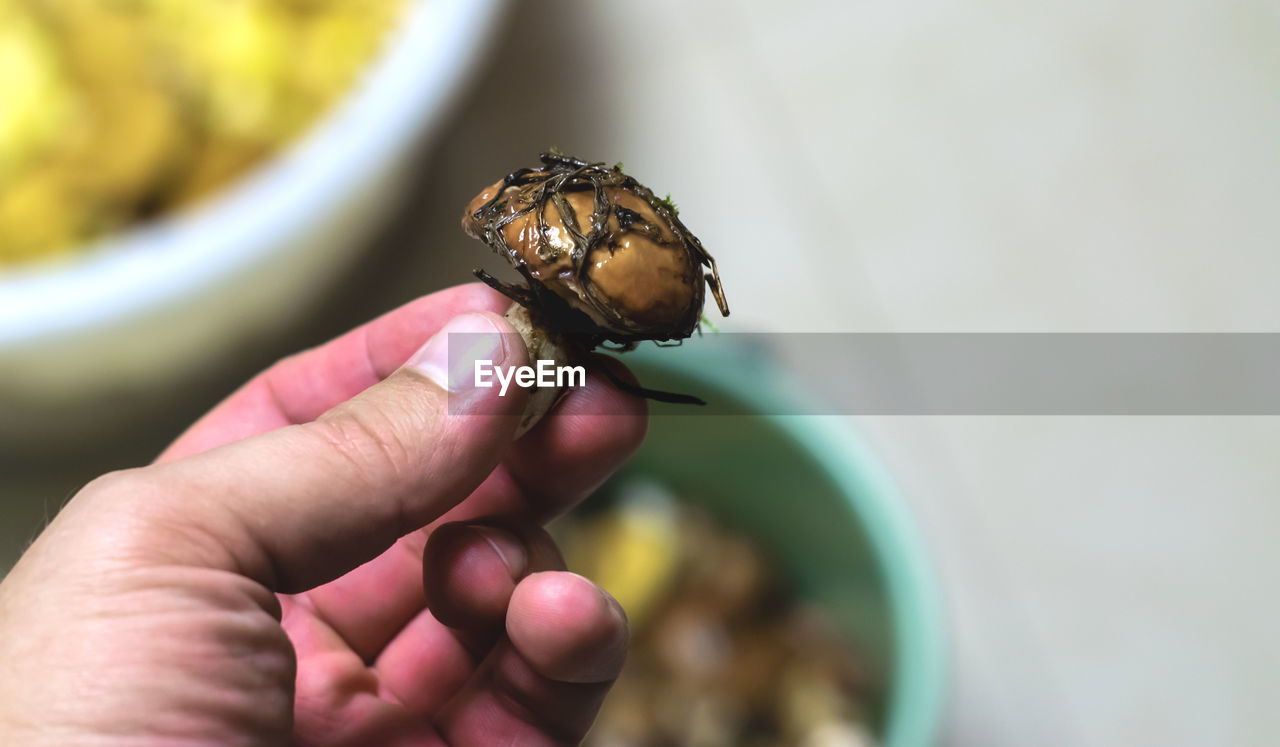 hand, animal themes, animal, one animal, animal wildlife, insect, holding, one person, close-up, focus on foreground, nature, wildlife, macro photography, beauty in nature, finger, food, lap dog, food and drink, outdoors, flower, day, animal wing, plant, animal body part