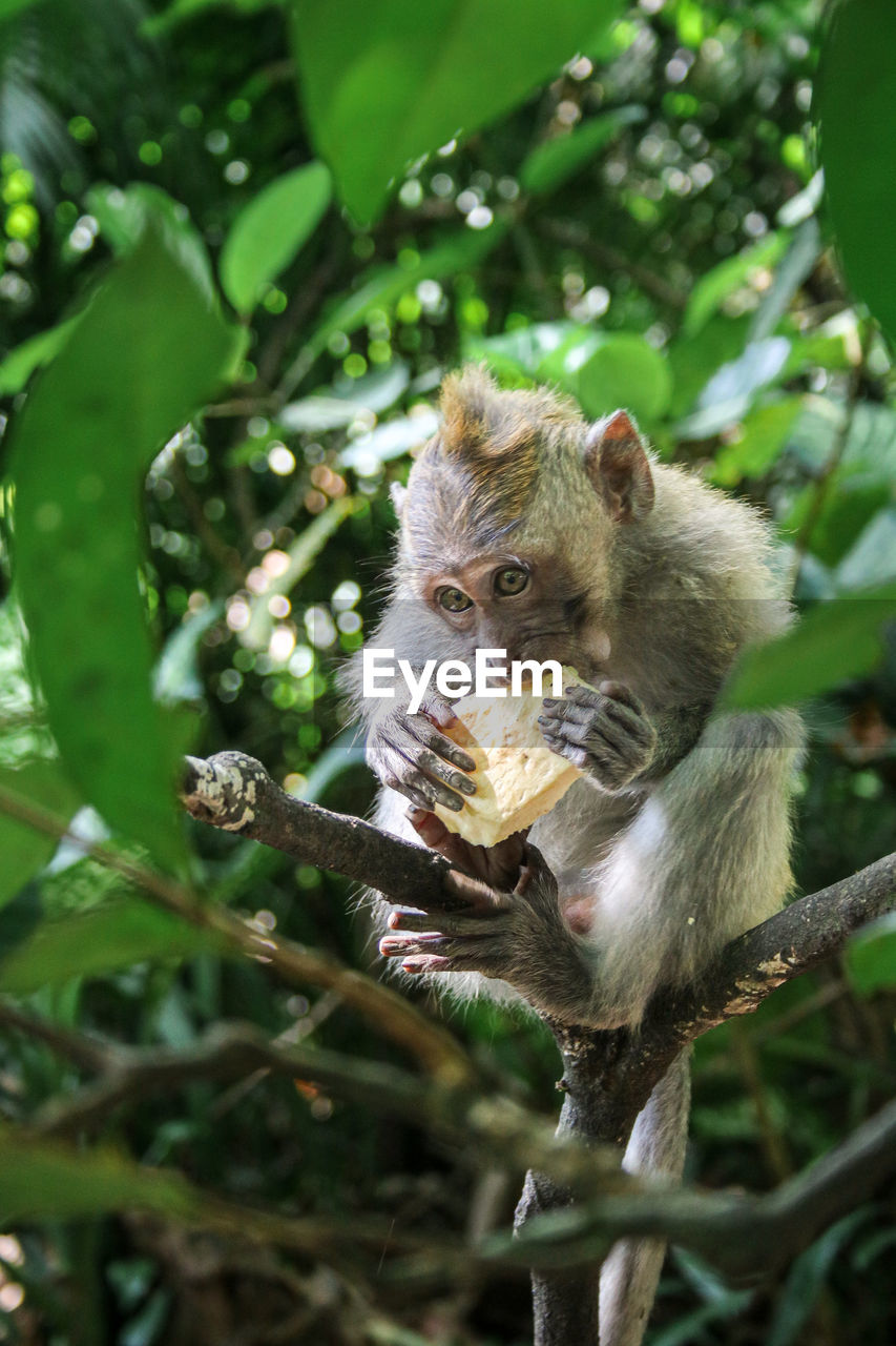 animal themes, animal, animal wildlife, mammal, tree, one animal, wildlife, plant, primate, eating, nature, branch, leaf, monkey, plant part, no people, forest, food, new world monkey, fruit, outdoors, jungle, food and drink, sitting, rainforest, day, portrait, land, feeding, healthy eating, green, environment