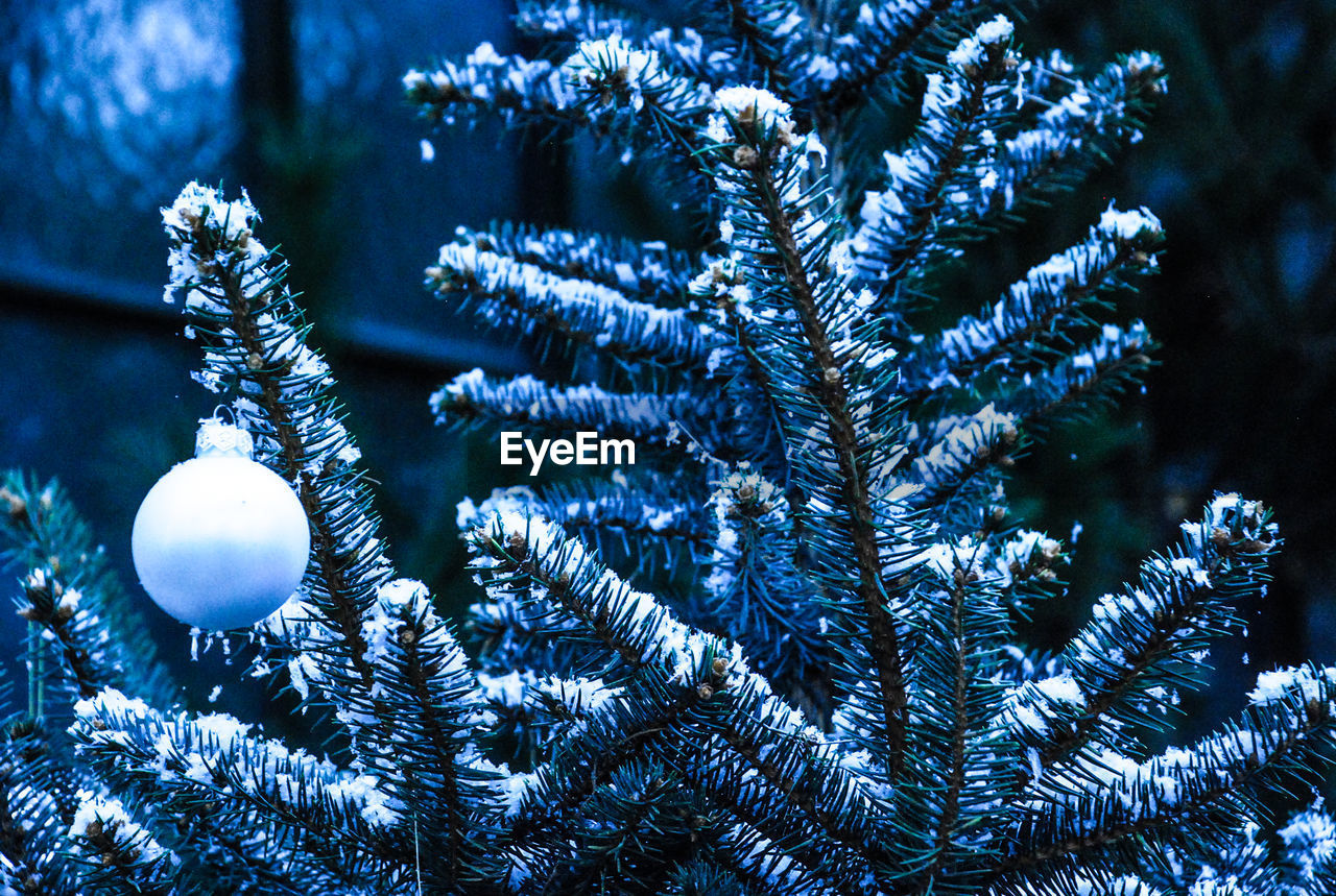 Close-up of baubles hanging on christmas tree