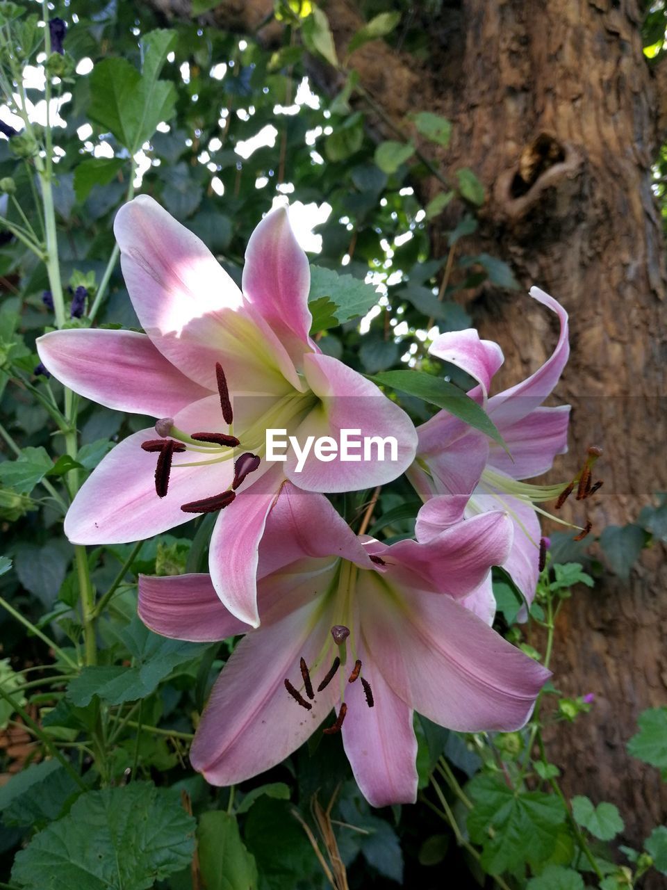 plant, flower, flowering plant, beauty in nature, pink, freshness, growth, petal, fragility, nature, close-up, flower head, inflorescence, leaf, plant part, no people, lily, day, botany, outdoors, wildflower, springtime, blossom, pollen, tree