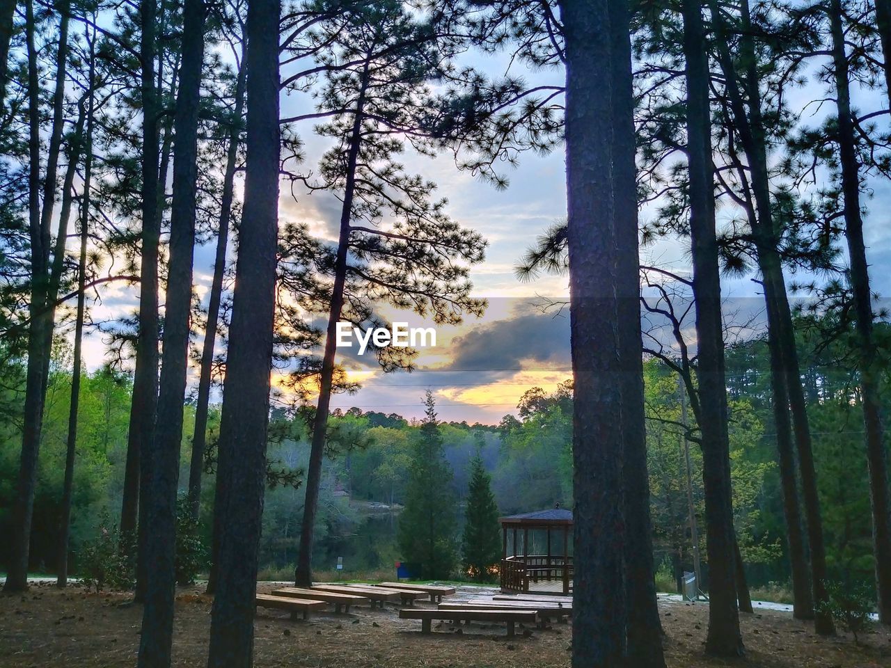 TREES IN FOREST AGAINST SKY