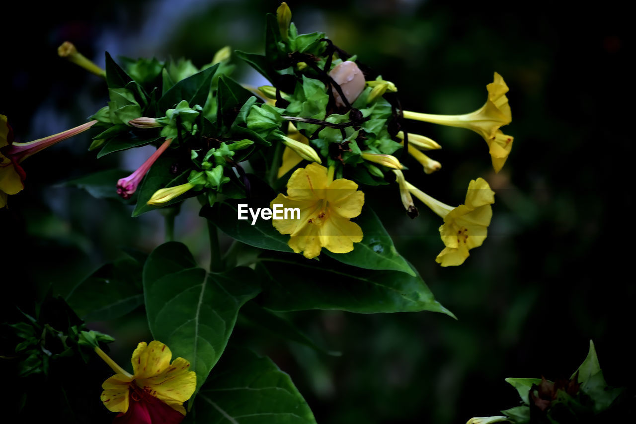 plant, flower, flowering plant, plant part, beauty in nature, leaf, yellow, nature, freshness, green, close-up, growth, flower head, macro photography, petal, inflorescence, fragility, no people, outdoors, blossom, wildflower, focus on foreground, shrub, botany, multi colored, food, food and drink, springtime