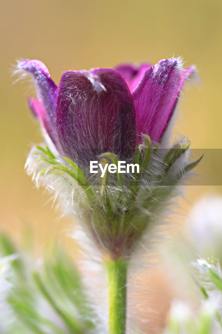 Close-up of purple flowering plant