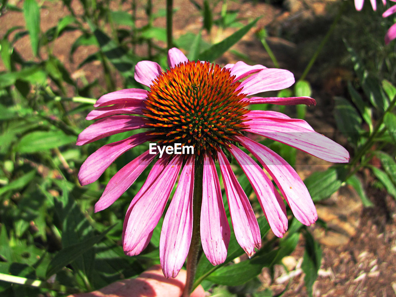 CLOSE-UP OF FRESH PINK FLOWER