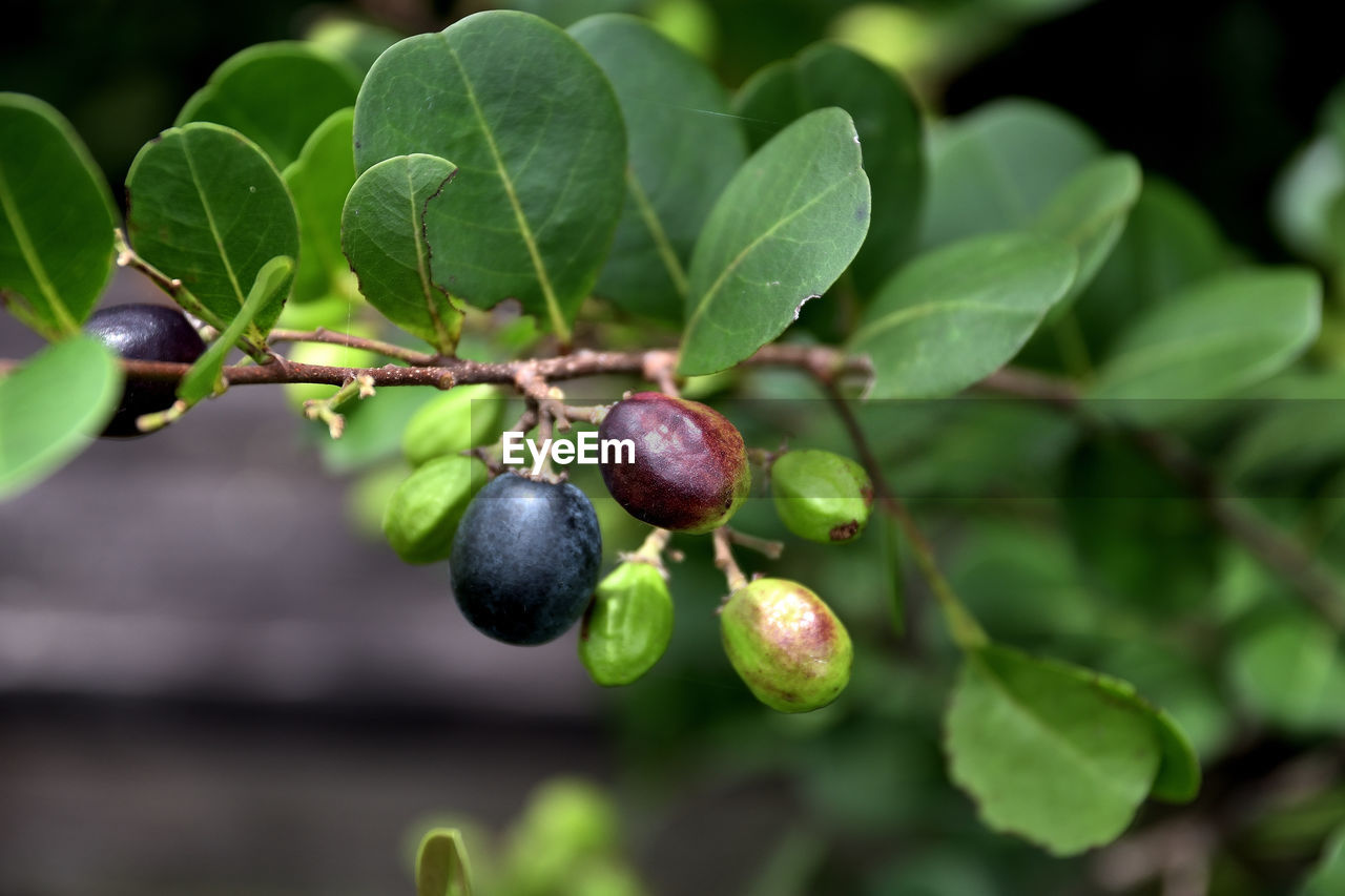 Close-up of berries growing on tree