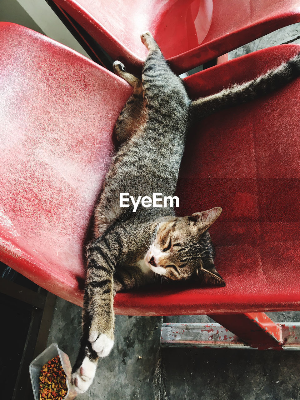 CLOSE-UP OF A CAT SLEEPING IN A BLANKET