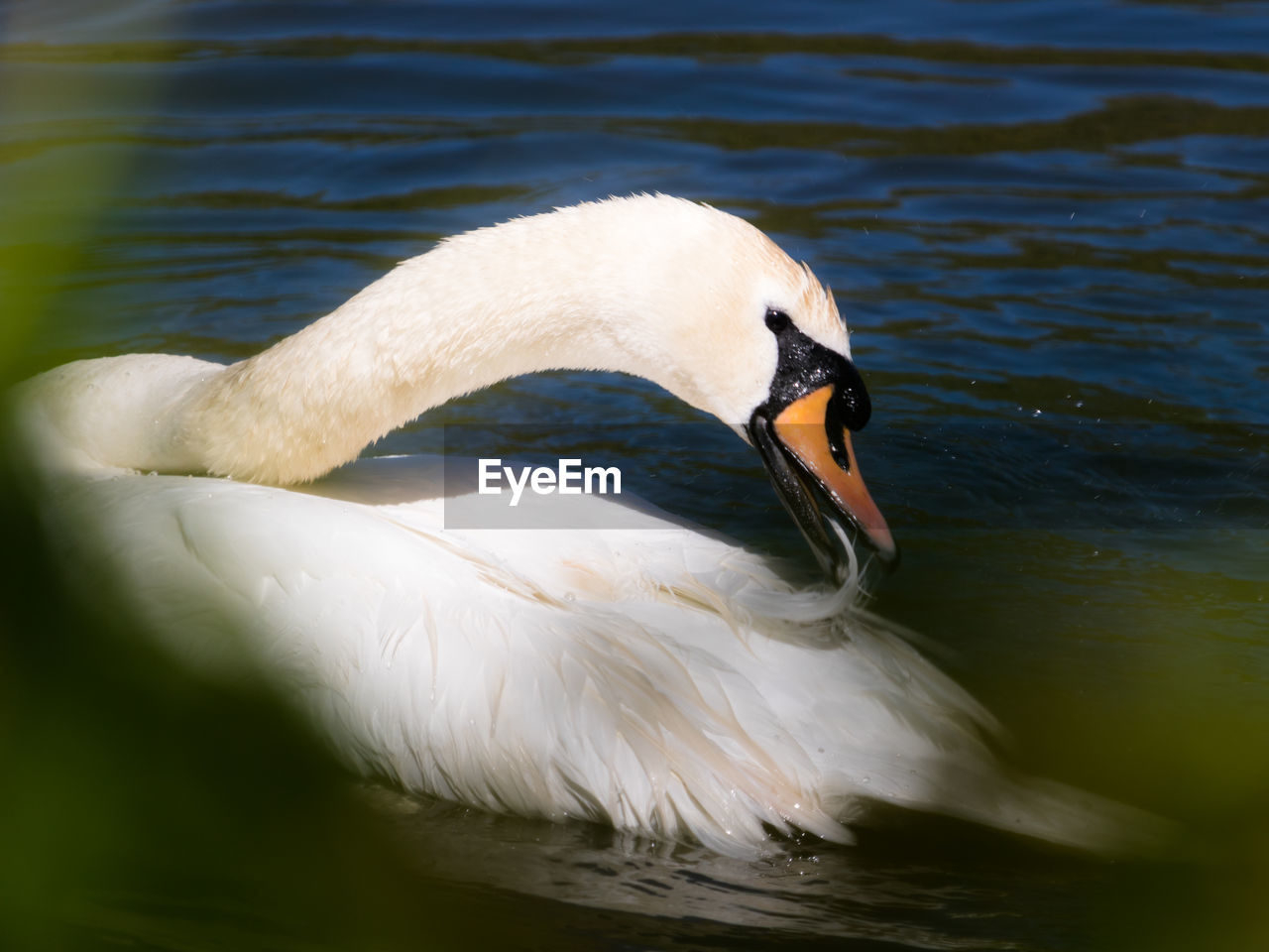 Mute swan cygnus olor floating and preening on lake, england, uk